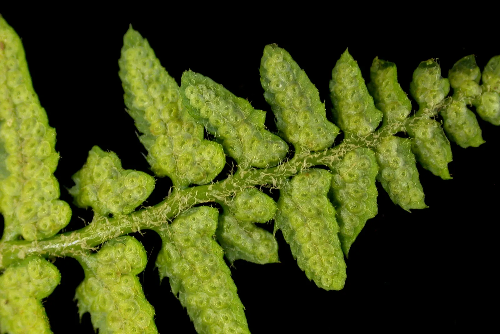 Christmas Fern (Polystichum Acrostichoides) — commonly known as the Chris&trade;as Fern; lance-shaped fronds can reach 1-2 feet in length, image 103