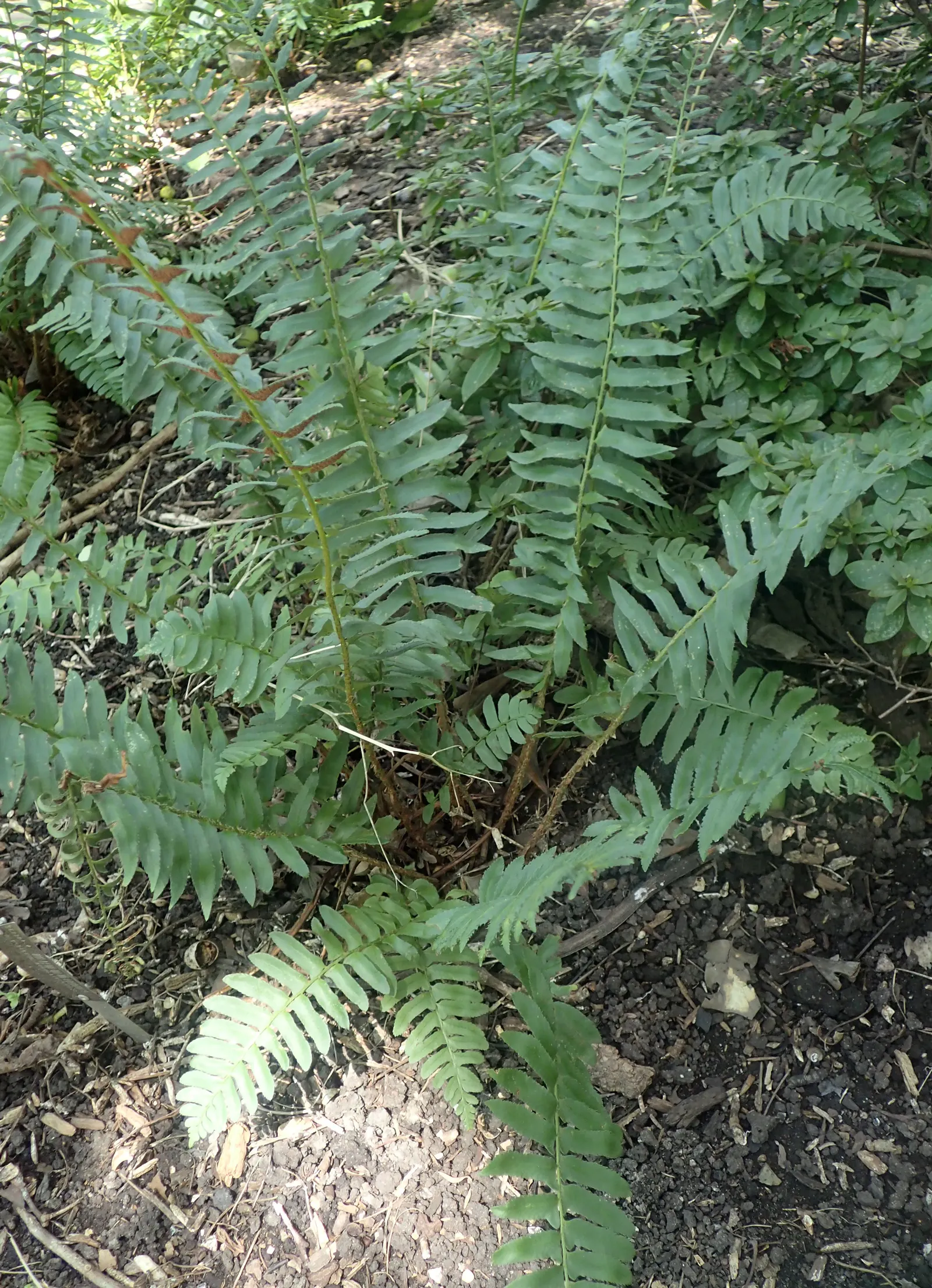 Christmas Fern (Polystichum Acrostichoides) — When including Polystichum acrostichoides in your landscape design; the Chris&trade;as Fern is hardy, image 84