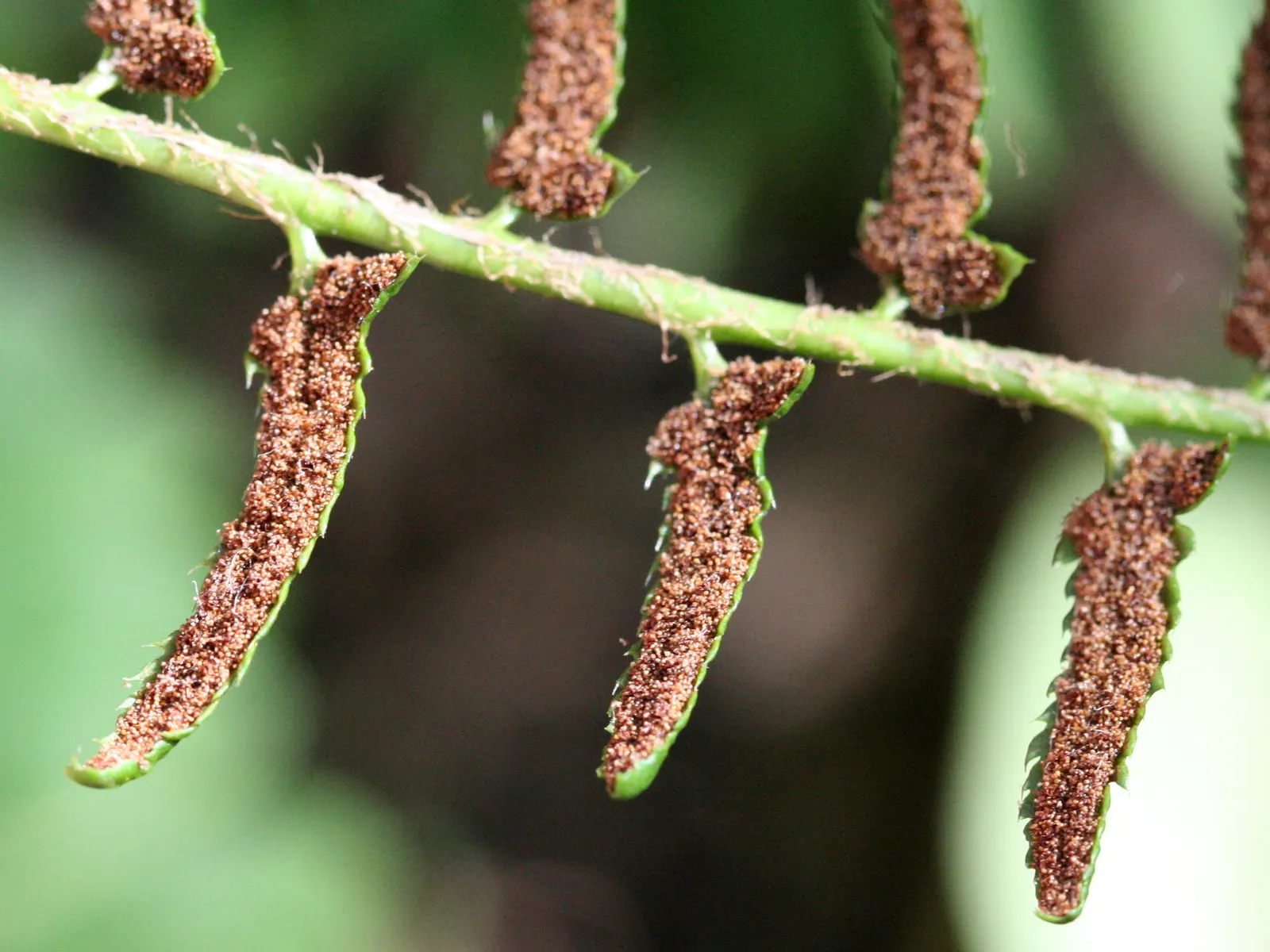 Christmas Fern (Polystichum Acrostichoides) — the Chris&trade;as Fern is hardy; displaying optimal growth in part to full shade and moist, image 41