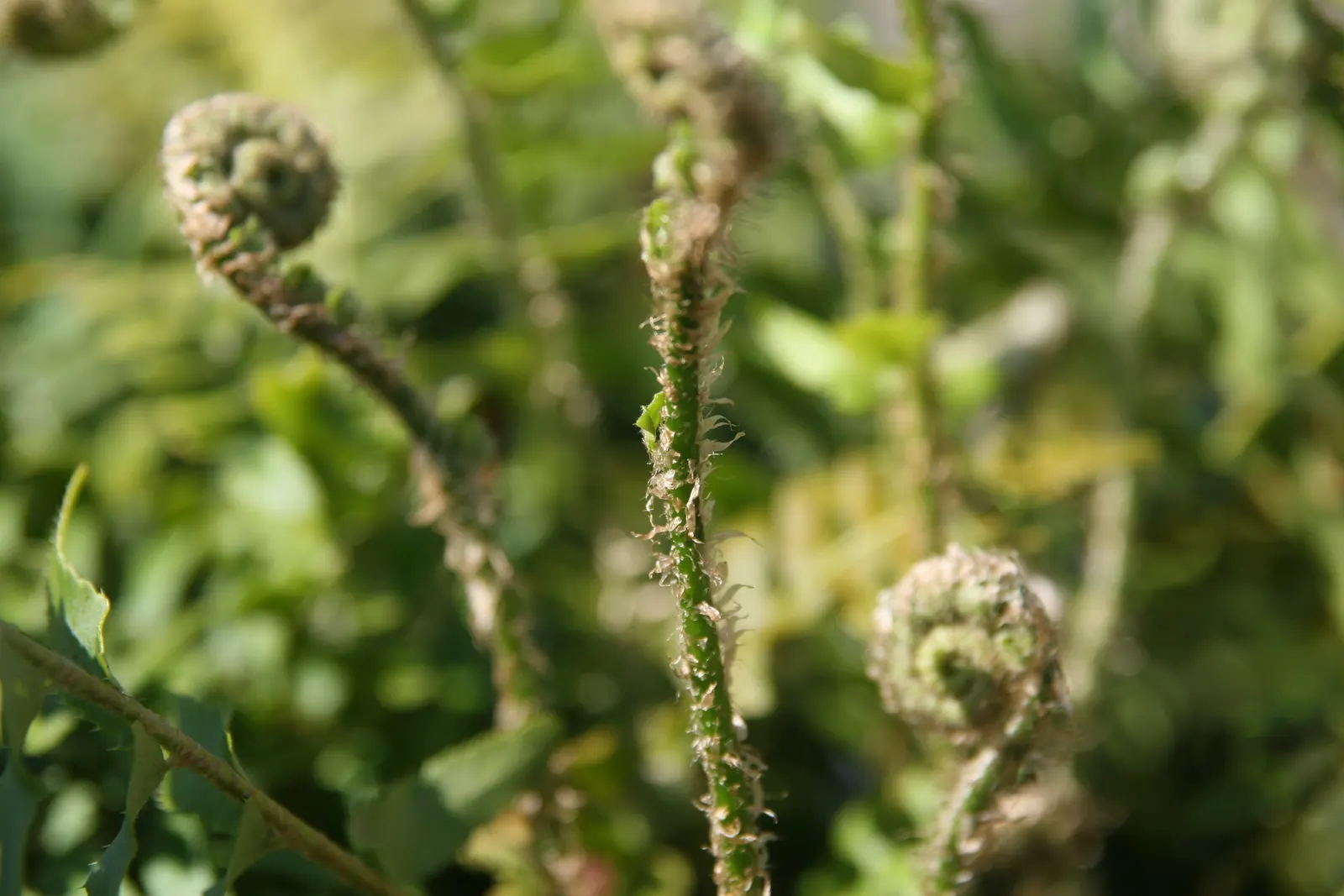 Christmas Fern (Polystichum Acrostichoides) — evergreen fern native to North America; the Christmas fern forms a tidy, image 70