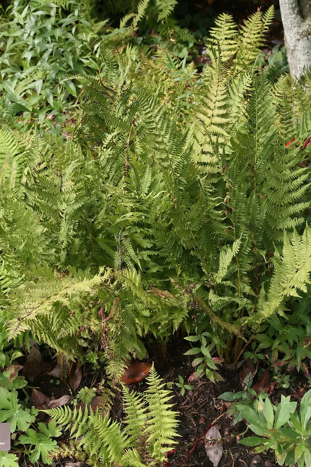Christmas Fern (Polystichum Acrostichoides) — Ideal for naturalized areas; providing vibrant green color year-round, image 40