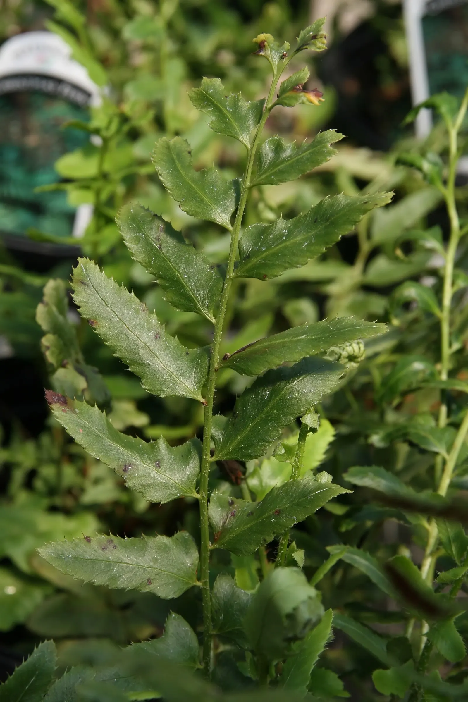 Christmas Fern (Polystichum Acrostichoides) — remaining lush even in winter landscapes; evergreen fern native to North America, image 59