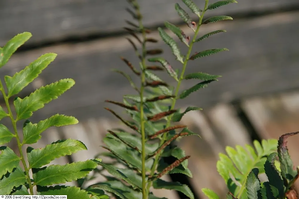 Christmas Fern (Polystichum Acrostichoides) — the Christmas fern forms a tidy; ideal for naturalized areas, image 79