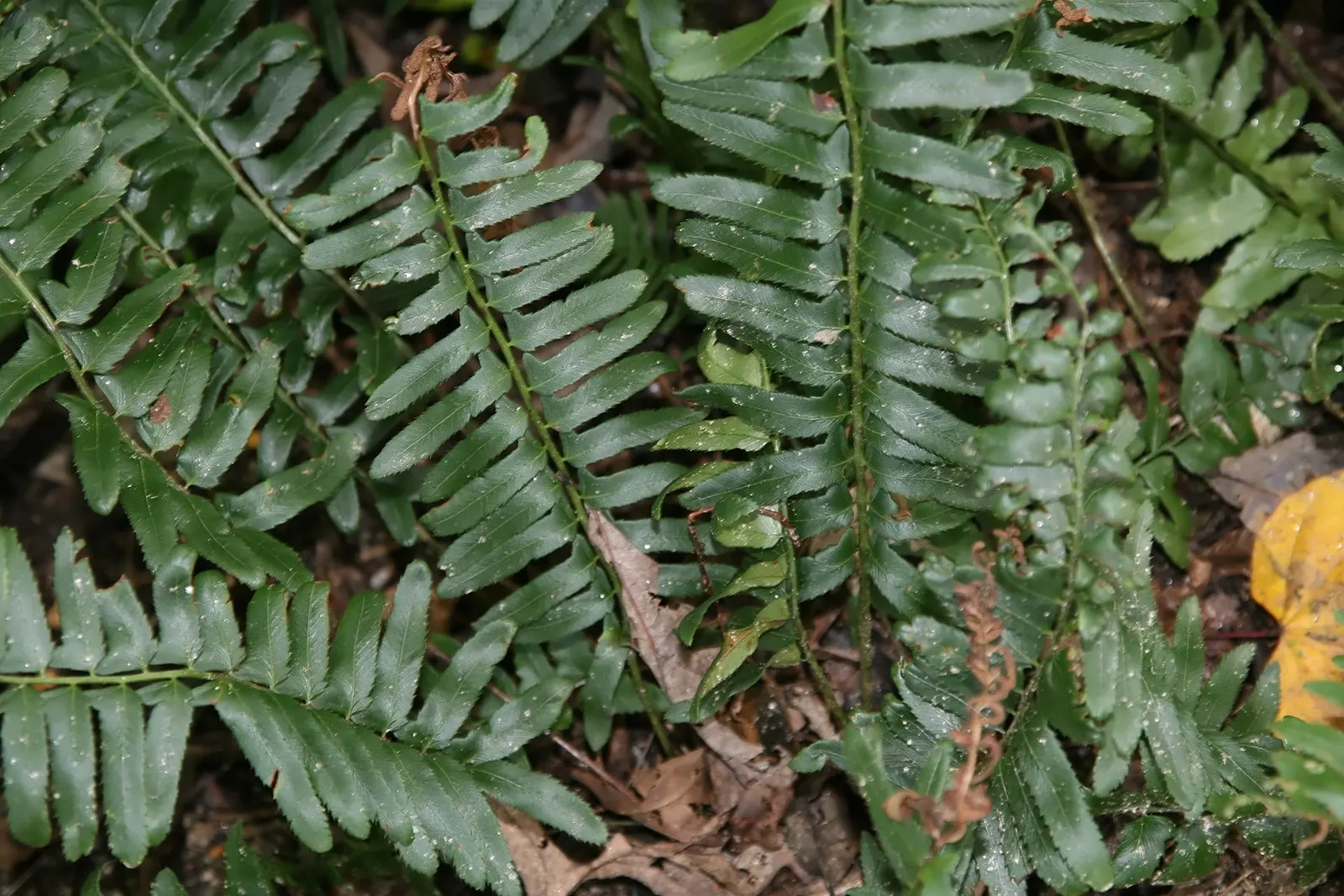 Christmas Fern (Polystichum Acrostichoides) — commonly known as the Chris&trade;as Fern; lance-shaped fronds can reach 1-2 feet in length, image 52