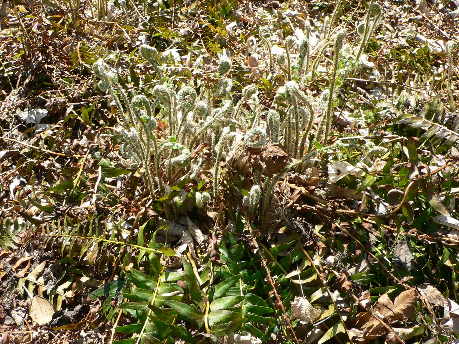 Christmas Fern (Polystichum Acrostichoides) — When including Polystichum acrostichoides in your landscape design