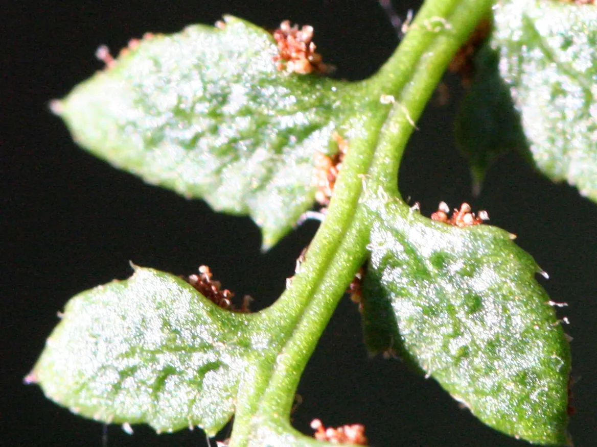 Christmas Fern (Polystichum Acrostichoides) — the Christmas fern is a favorite for both novice and experienced gardeners; is an evergreen fern, image 48