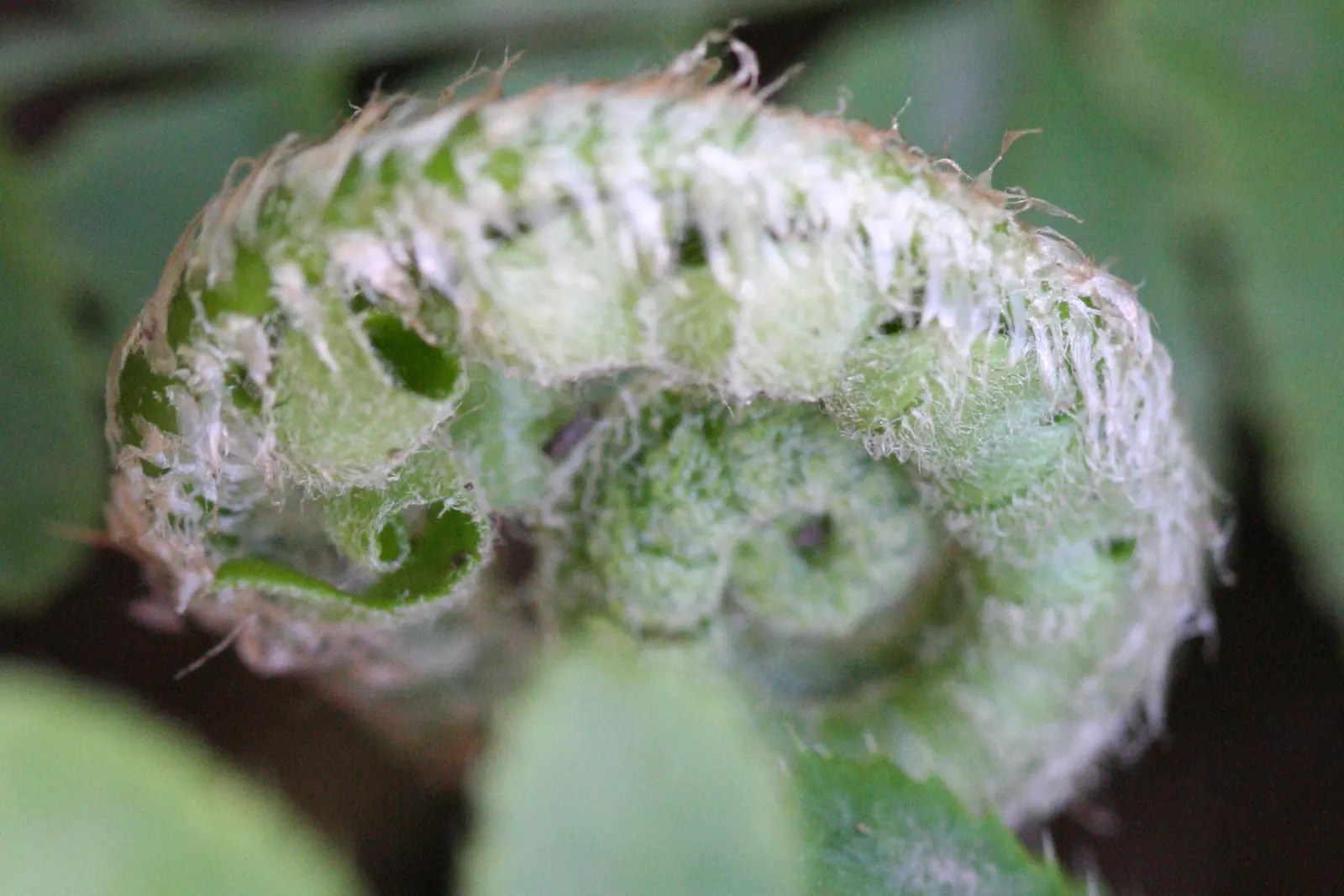 Christmas Fern (Polystichum Acrostichoides) — displaying optimal growth in part to full shade and moist