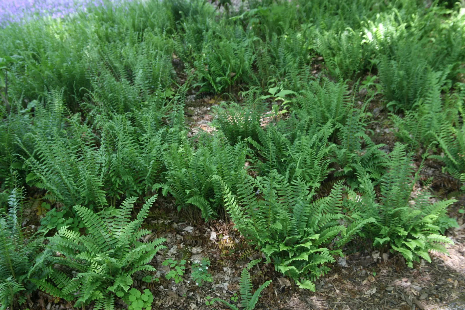 Christmas Fern (Polystichum Acrostichoides) — is an evergreen fern native to North America that provides a verdant touch to shaded garden designs, image 61