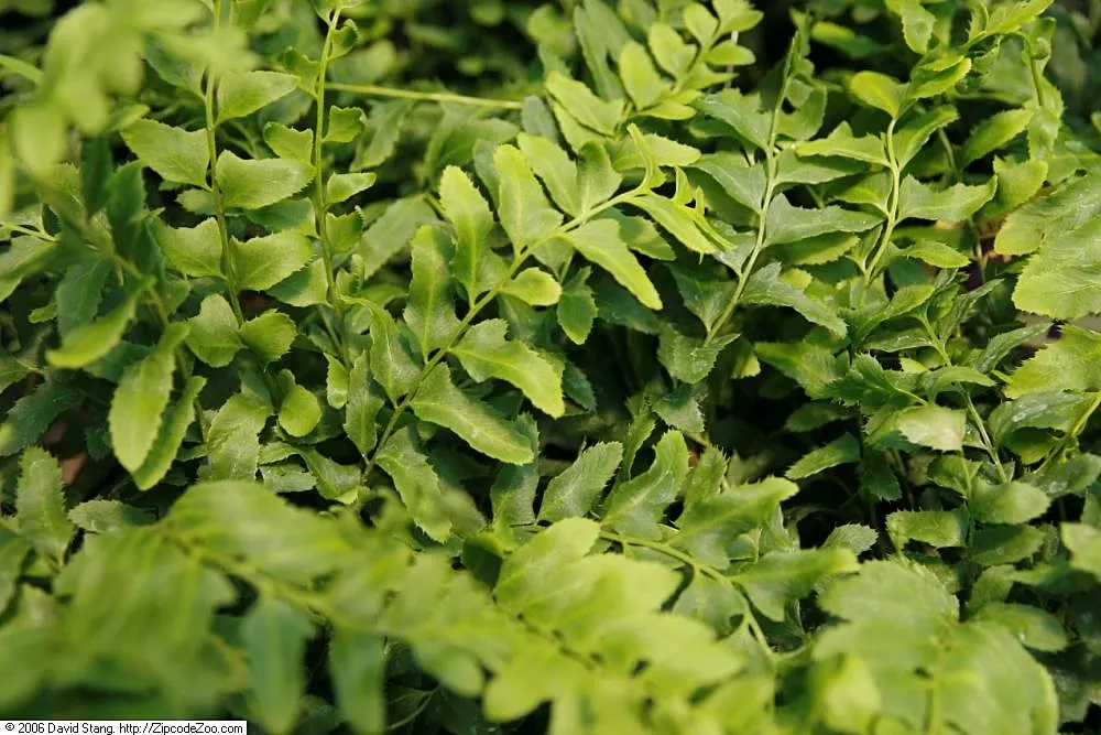 Christmas Fern (Polystichum Acrostichoides) — It thrives in partial to full shade and prefers moist, well-drained soil; commonly known as the, image 54