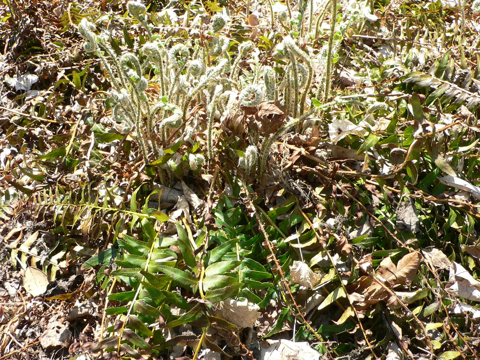 Christmas Fern (Polystichum Acrostichoides) — providing vibrant green color year-round; it also plays a crucial role in erosion control on slopes due to its