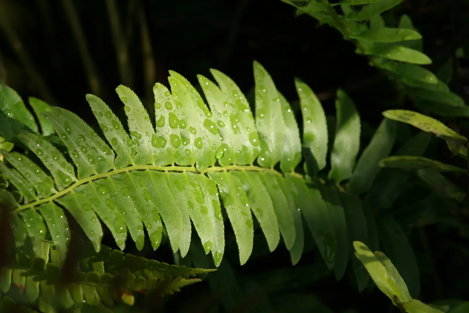 Christmas Fern (Polystichum Acrostichoides) — the Christmas fern is a favorite for both novice and experienced gardeners