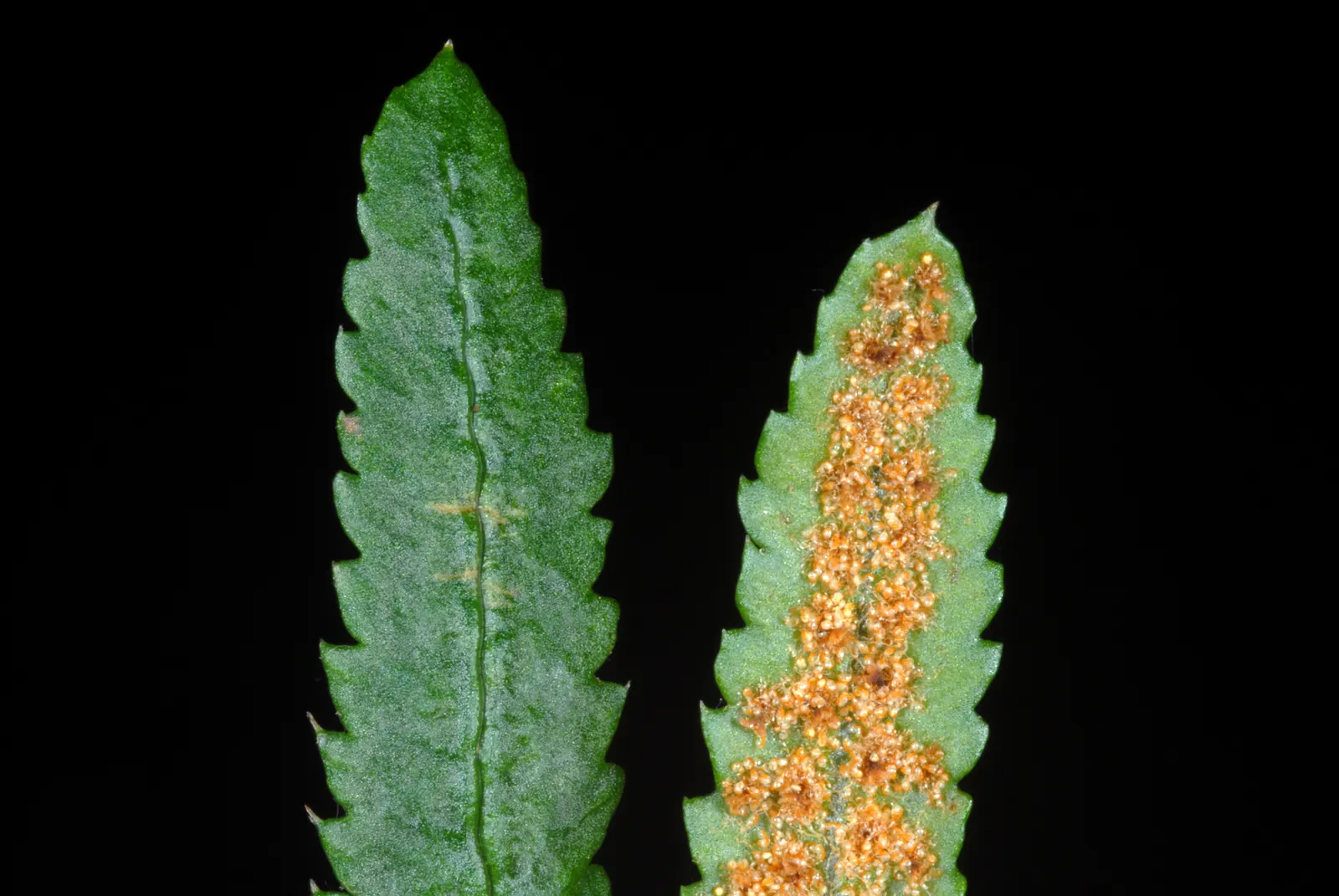 Christmas Fern (Polystichum Acrostichoides) — evergreen fern native to North America; the Christmas fern forms a tidy, image 87
