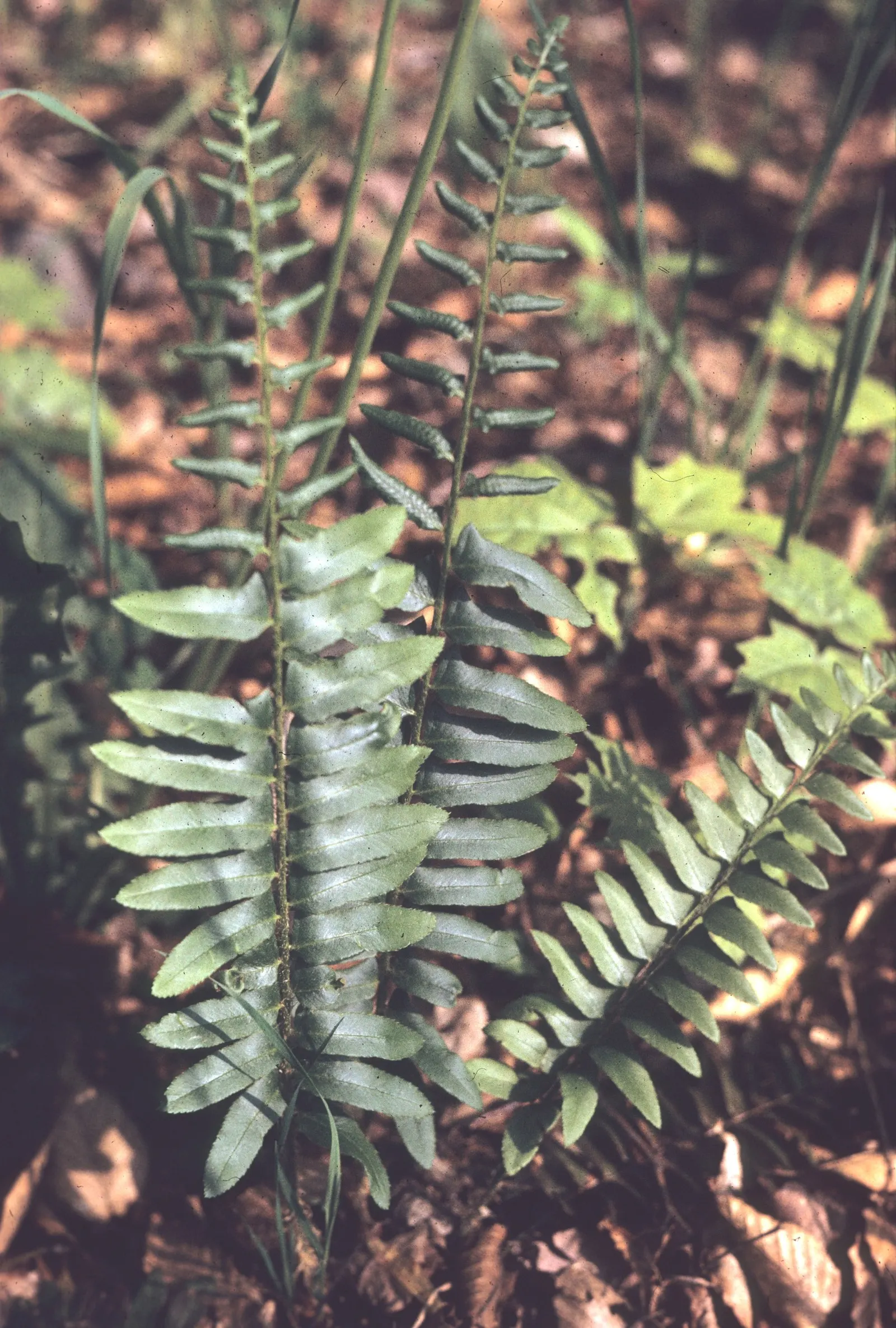 Christmas Fern (Polystichum Acrostichoides) — commonly referred to as the Christmas fern, image 60