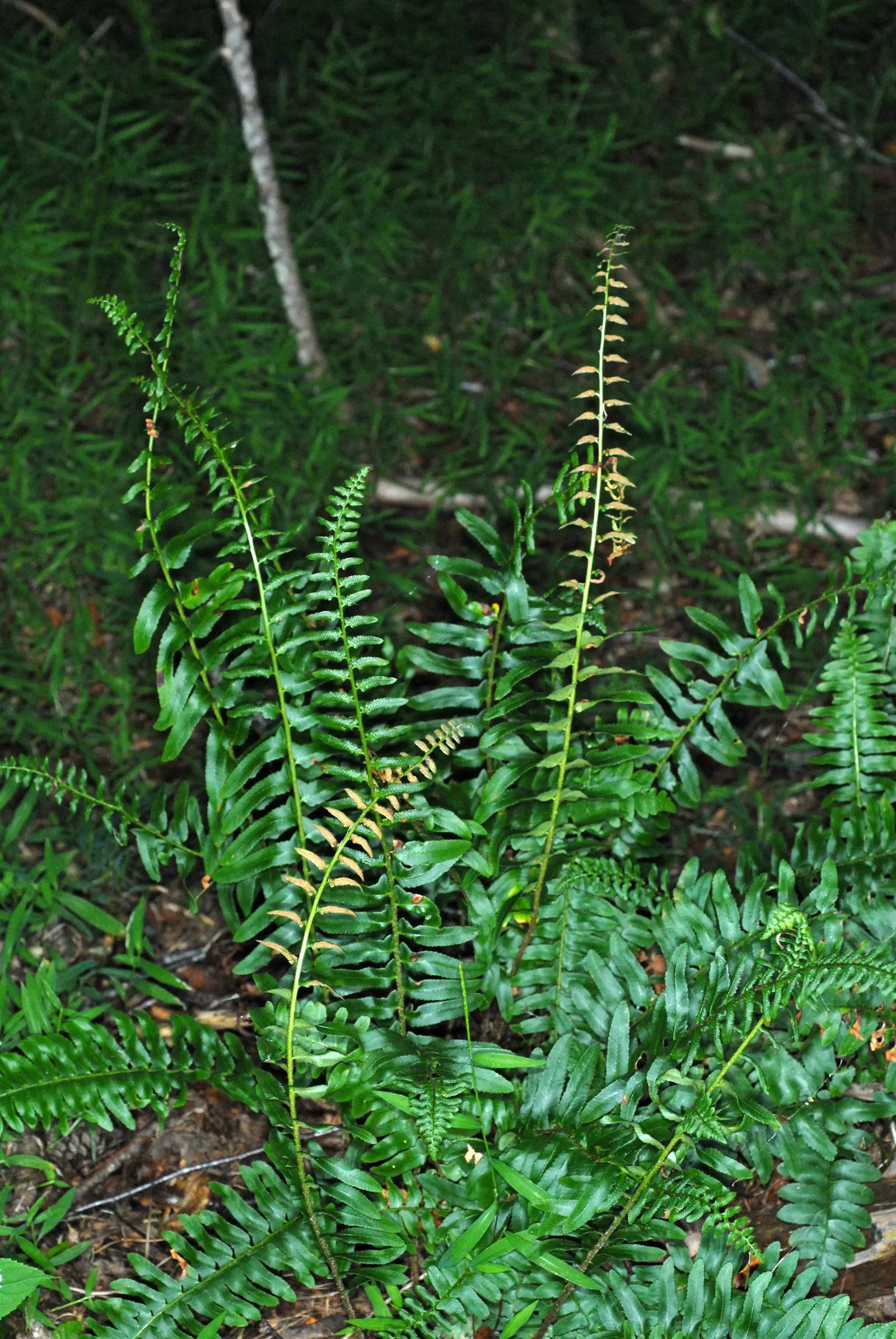 Christmas Fern (Polystichum Acrostichoides) — It also plays a crucial role in erosion control on slopes due to its spreading, clumping habit; fern, image 83