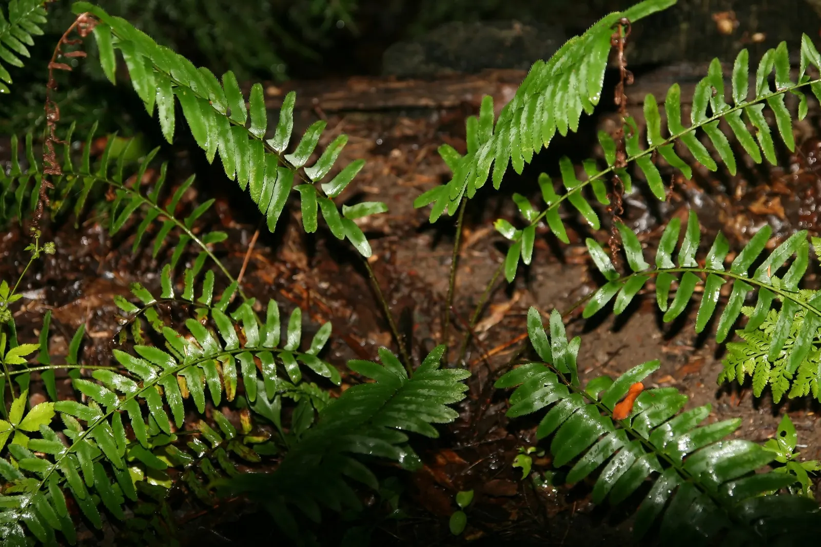 Christmas Fern (Polystichum Acrostichoides) — evergreen fern native to North America; the Christmas fern forms a tidy, image 104