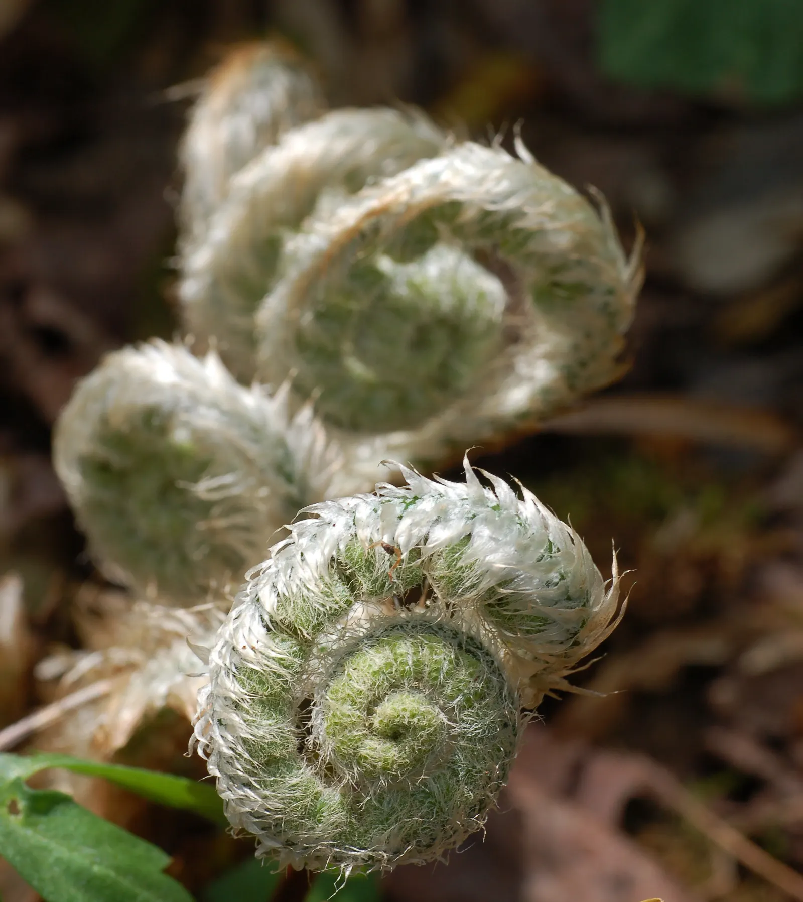Christmas Fern (Polystichum Acrostichoides) — It thrives in partial to full shade and prefers moist, well-drained soil; commonly known as the, image 105
