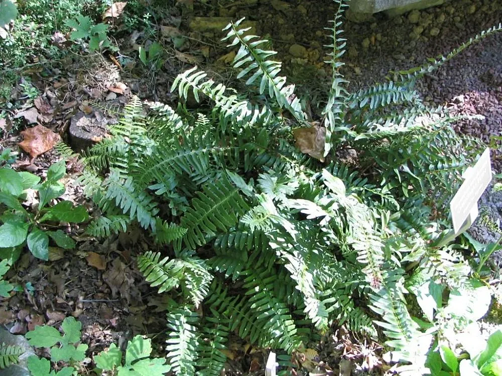 Christmas Fern (Polystichum Acrostichoides) — the Christmas fern forms a tidy; ideal for naturalized areas, image 45