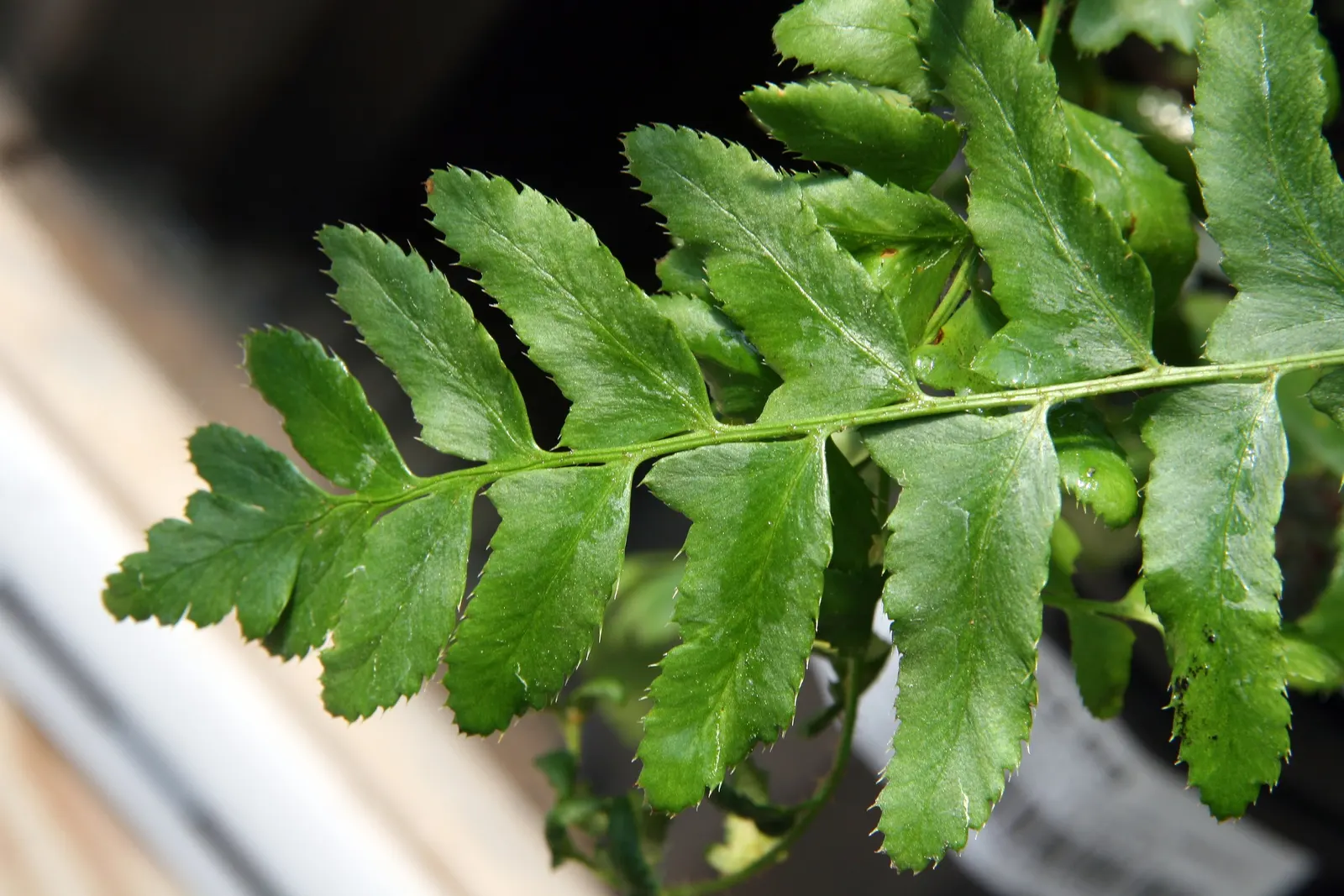 Christmas Fern (Polystichum Acrostichoides) — the Chris&trade;as Fern is hardy; displaying optimal growth in part to full shade and moist