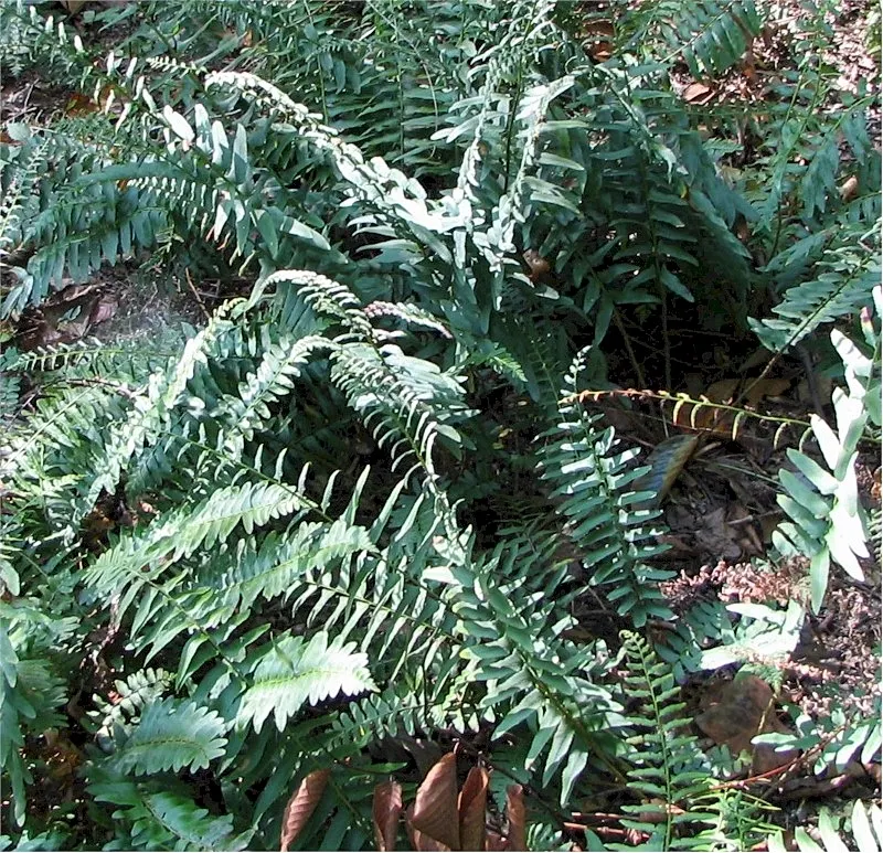 Christmas Fern (Polystichum Acrostichoides) — providing vibrant green color year-round; it also plays a crucial role in erosion control on slopes, image 73