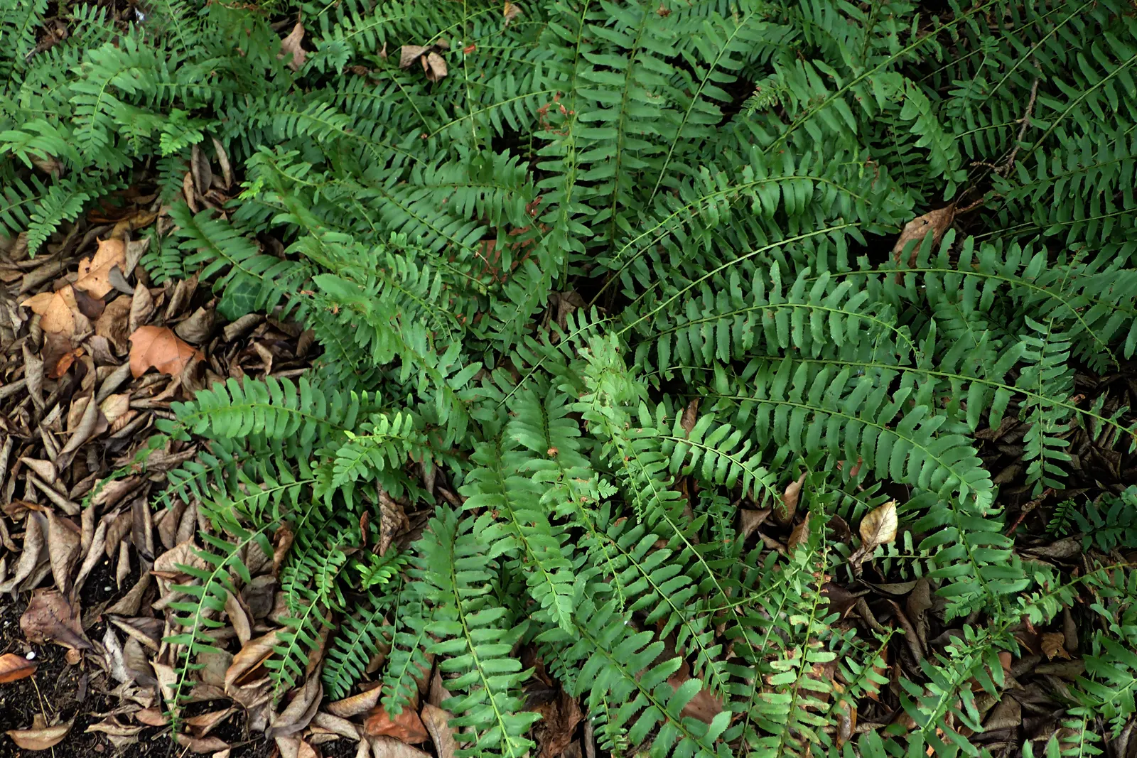 Christmas Fern (Polystichum Acrostichoides) — It thrives in partial to full shade and prefers moist, well-drained soil; commonly known as the Chris&trade;as