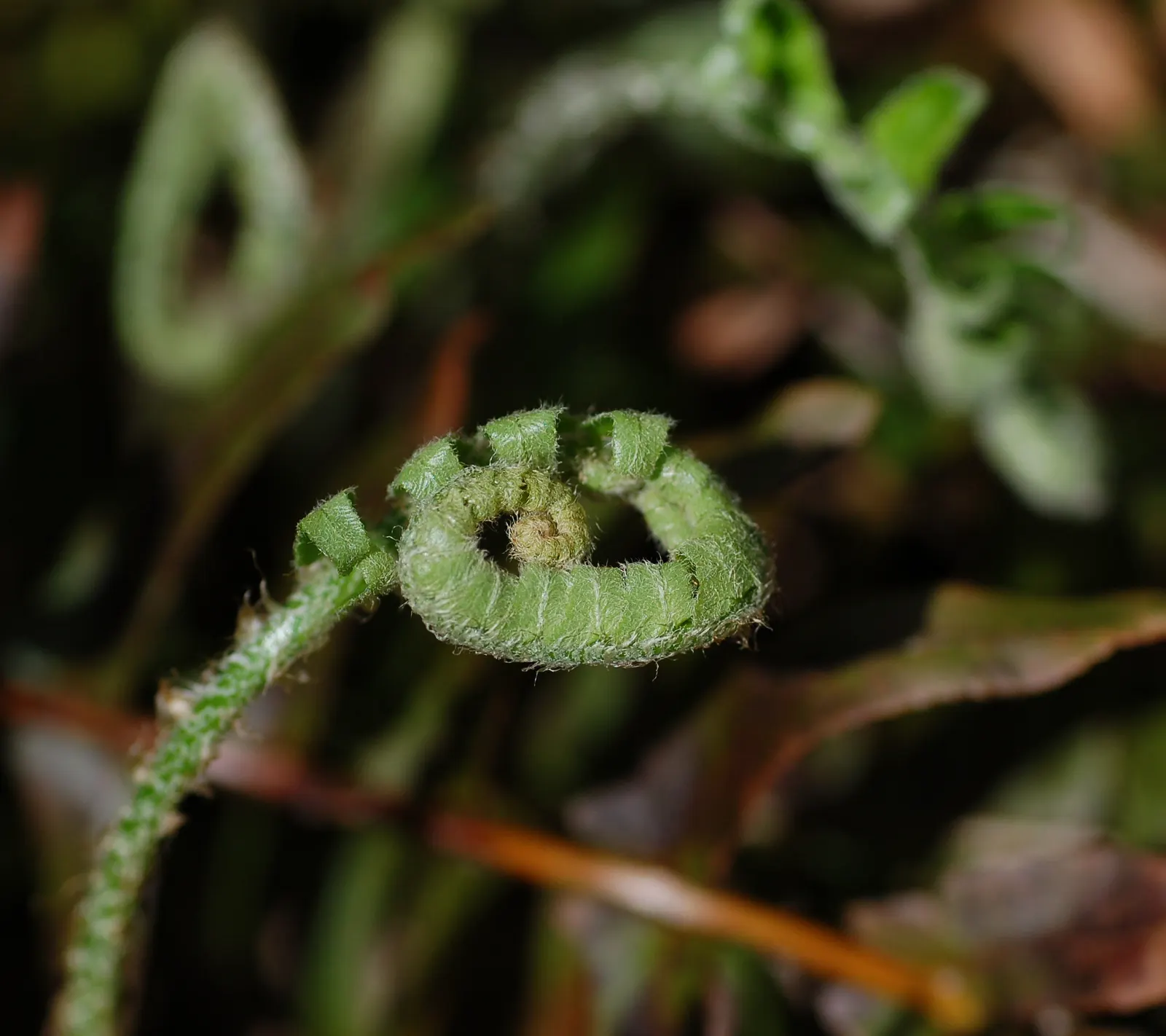 Christmas Fern (Polystichum Acrostichoides) — commonly referred to as the Christmas fern, image 94