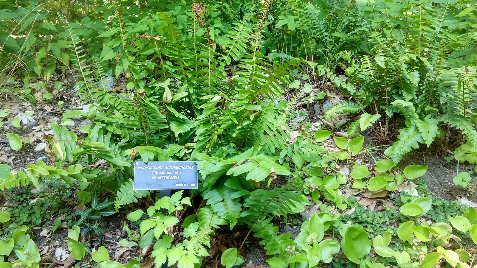 Christmas Fern (Polystichum Acrostichoides) — When including Polystichum acrostichoides in your landscape design; the Chris&trade;as Fern is hardy, image 67
