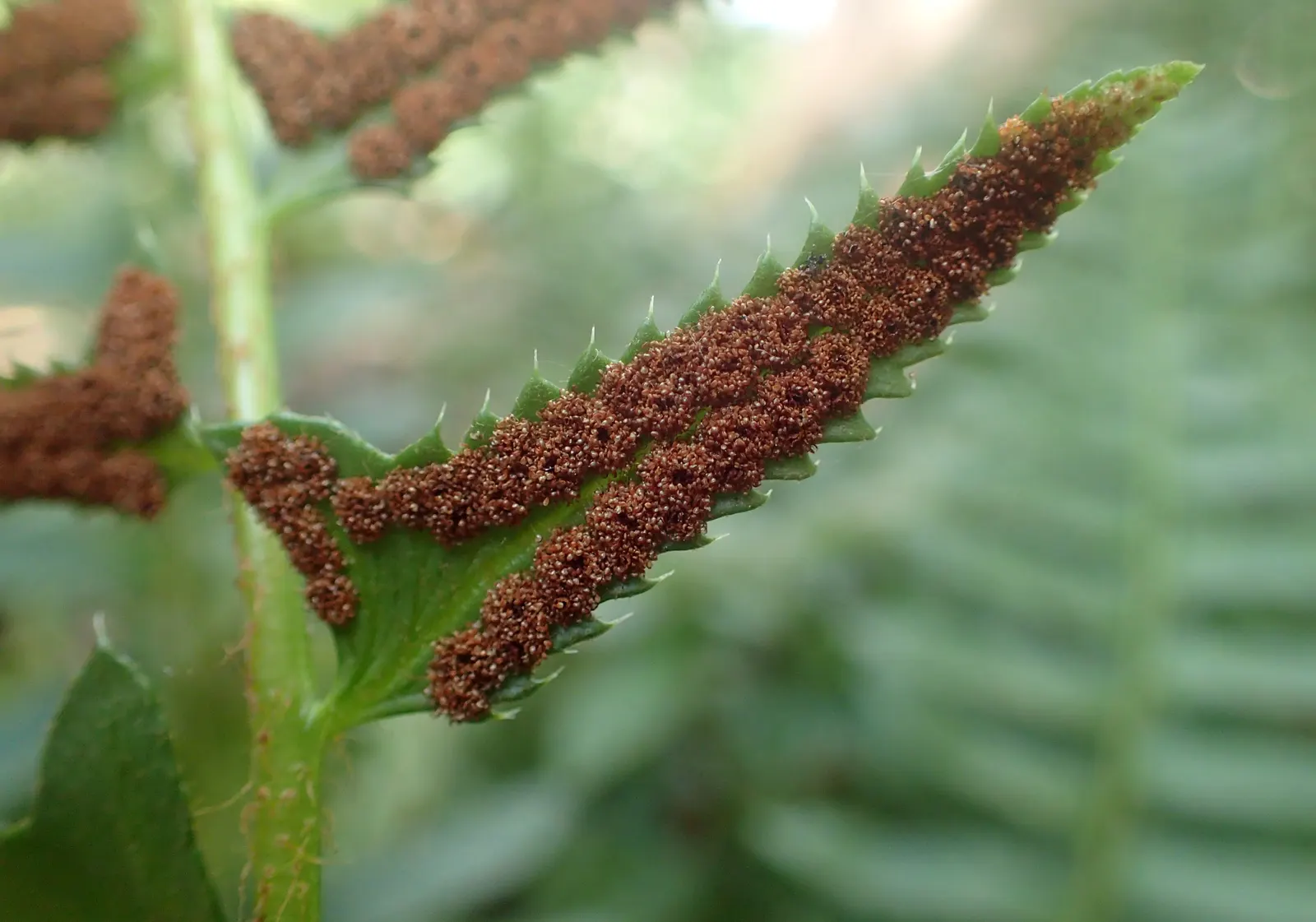 Christmas Fern (Polystichum Acrostichoides) — evergreen fern native to North America