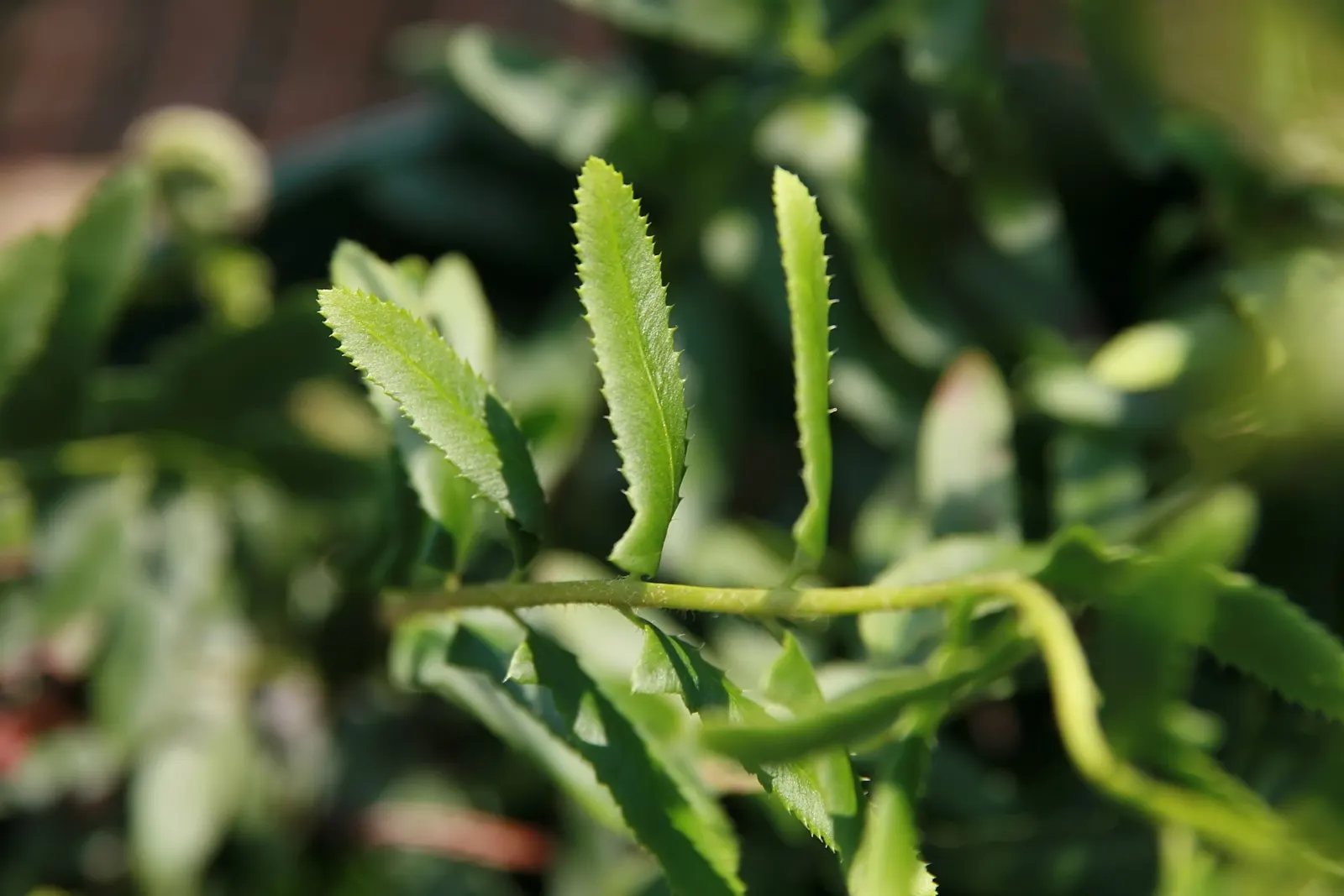 Christmas Fern (Polystichum Acrostichoides) — It also plays a crucial role in erosion control on slopes due to its spreading, clumping habit; fern / ground