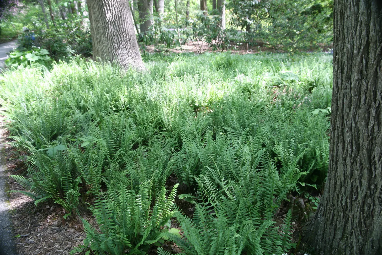 Christmas Fern (Polystichum Acrostichoides) — remaining lush even in winter landscapes; evergreen fern native to North America, image 76
