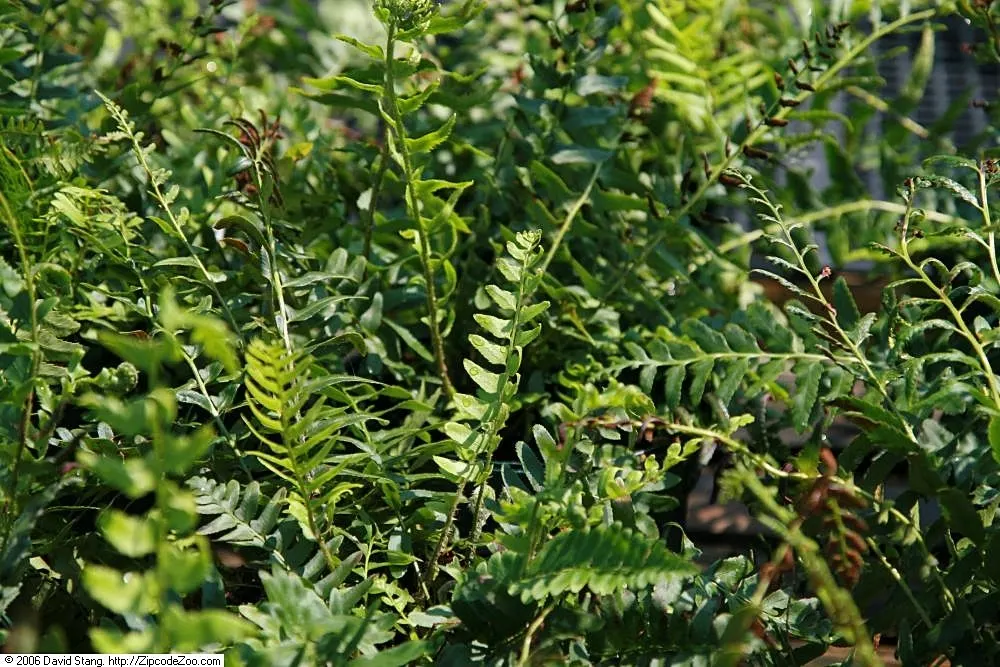 Christmas Fern (Polystichum Acrostichoides) — It thrives in partial to full shade and prefers moist, well-drained soil; commonly known as the, image 88