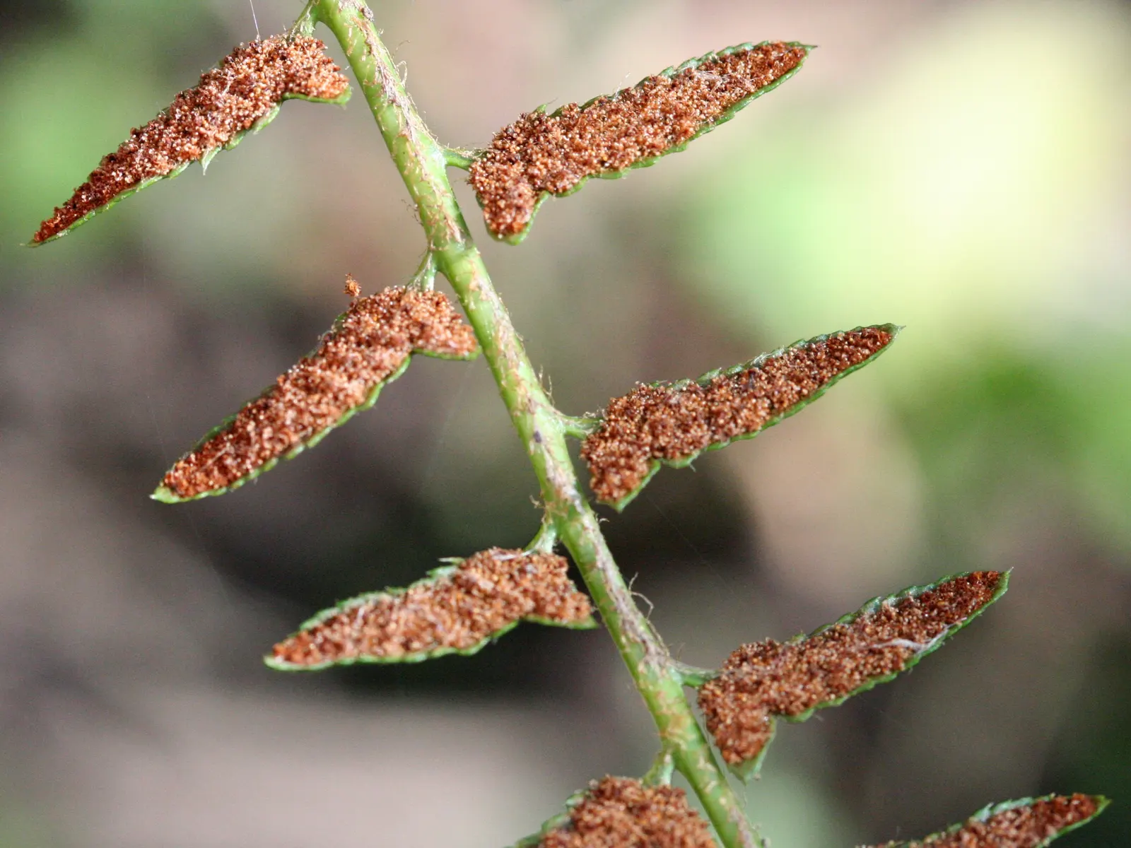 Christmas Fern (Polystichum Acrostichoides) — is an evergreen fern native to North America that provides a verdant touch to shaded garden designs, image 44