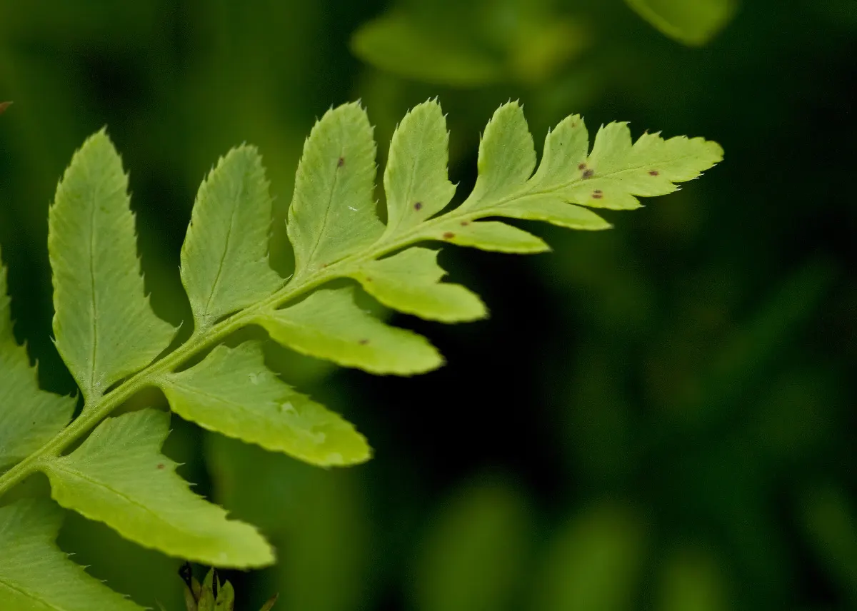 Christmas Fern (Polystichum Acrostichoides) — providing vibrant green color year-round; it also plays a crucial role in erosion control on slopes, image 90