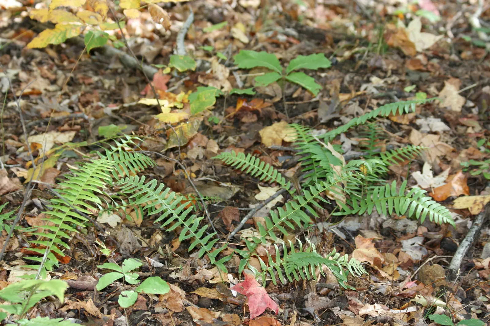 Christmas Fern (Polystichum Acrostichoides) — commonly known as the Chris&trade;as Fern