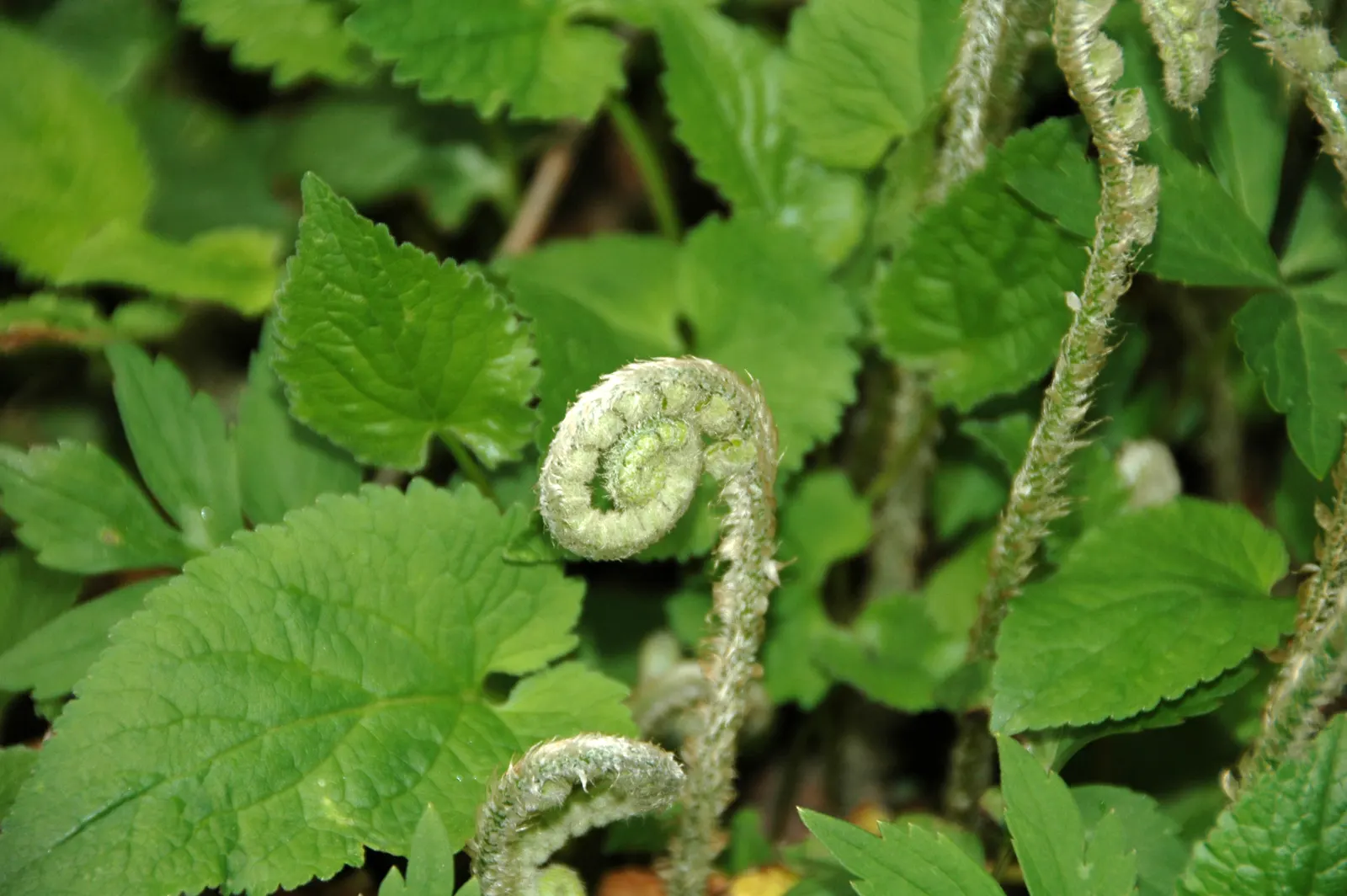 Christmas Fern (Polystichum Acrostichoides) — lance-shaped fronds can reach 1-2 feet in length