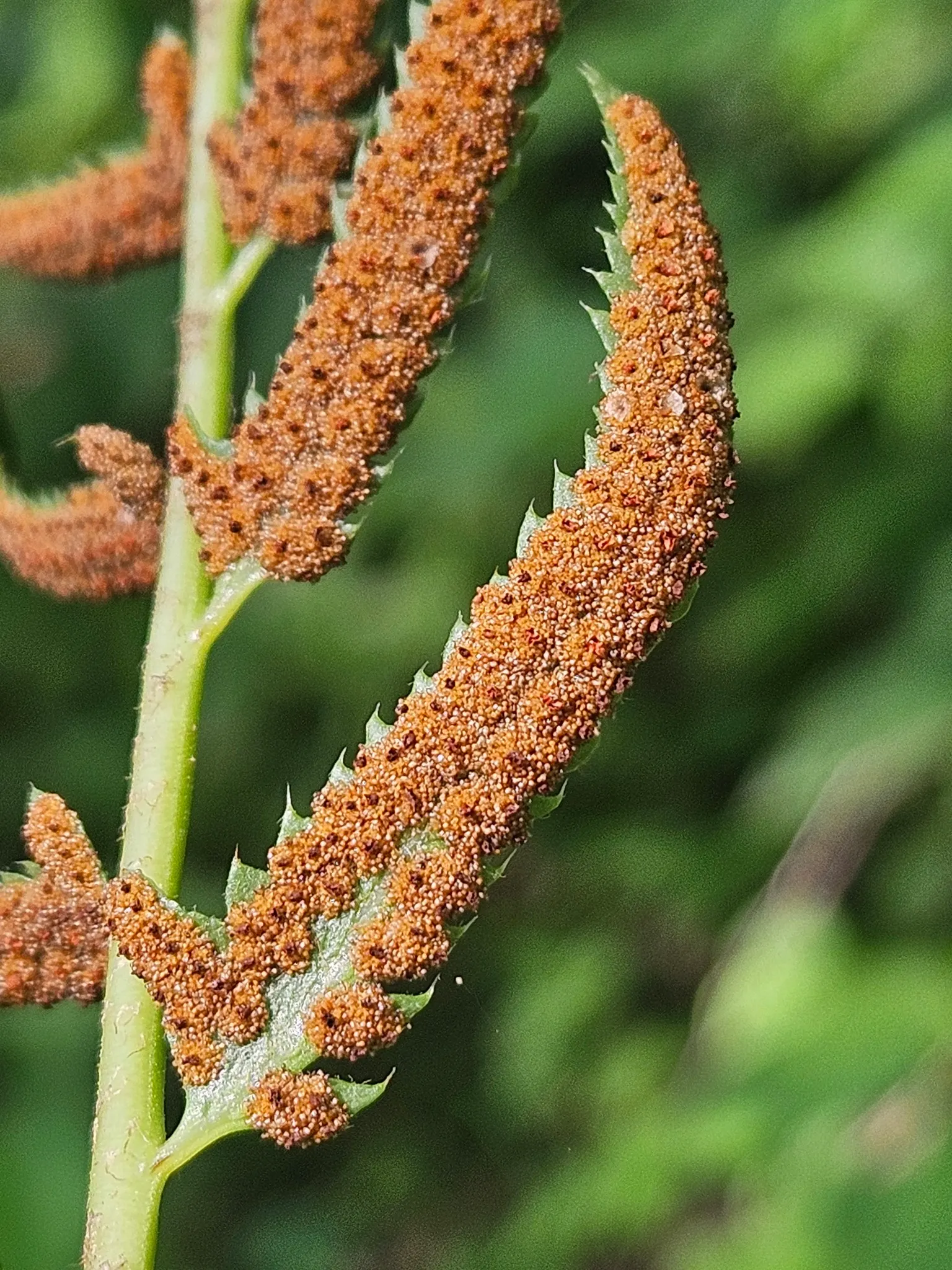 Christmas Fern (Polystichum Acrostichoides) — It thrives in partial to full shade and prefers moist, well-drained soil; commonly known as the, image 37