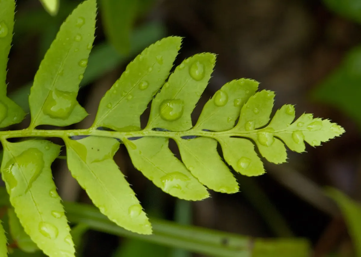 Christmas Fern (Polystichum Acrostichoides) — the Christmas fern is a favorite for both novice and experienced gardeners; is an evergreen fern, image 99
