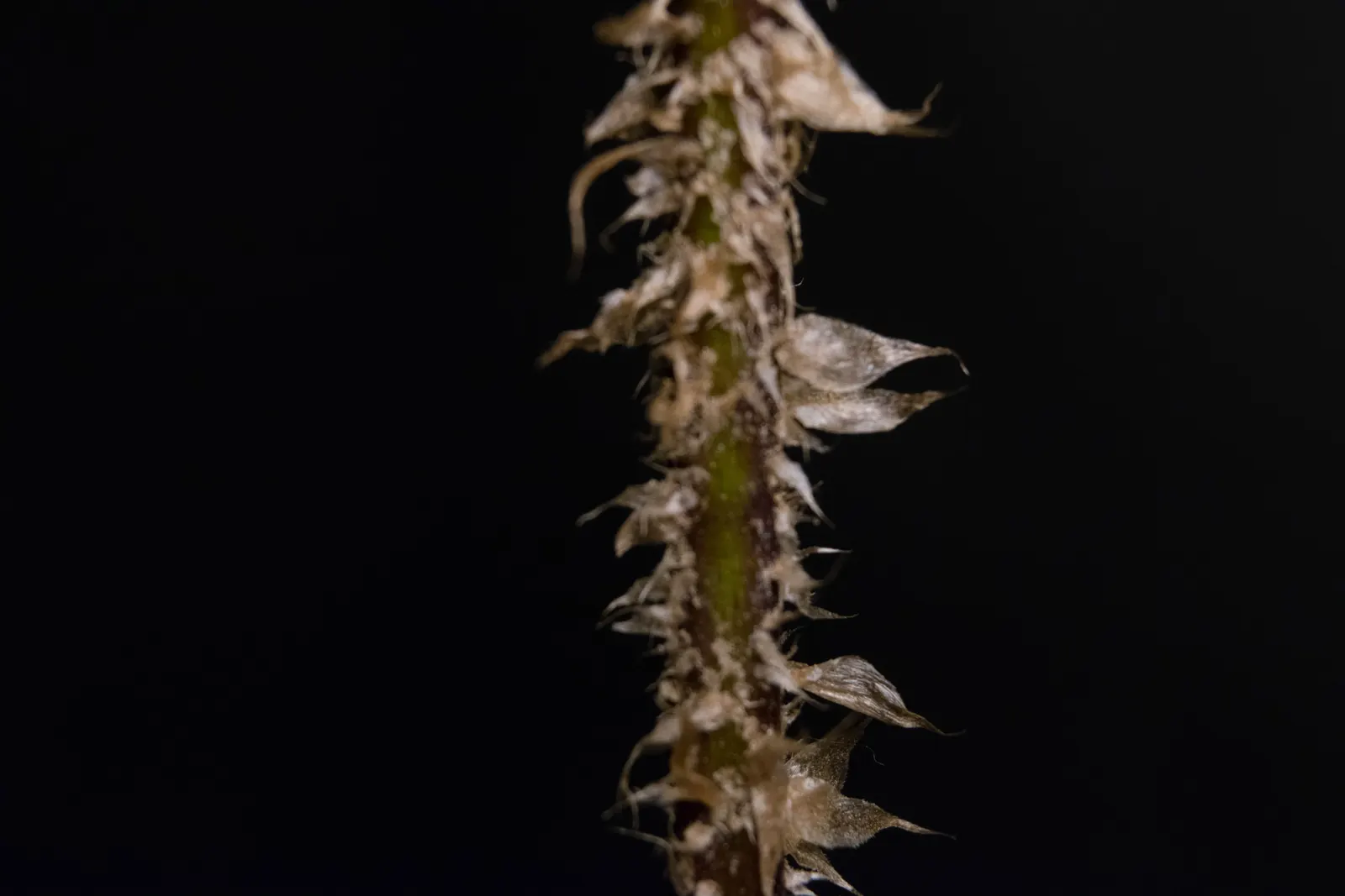 Christmas Fern (Polystichum Acrostichoides) — lance-shaped fronds can reach 1-2 feet in length; remaining lush even in winter landscapes