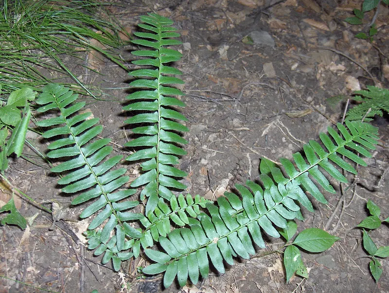 Christmas Fern (Polystichum Acrostichoides) — fern / ground cover for half or shade; the Christmas fern is a favorite for both novice and, image 68