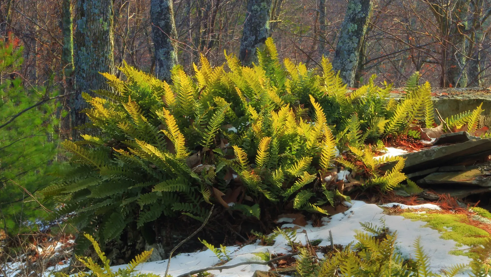 Christmas Fern (Polystichum Acrostichoides) — lance-shaped fronds can reach 1-2 feet in length; remaining lush even in winter landscapes, image 89