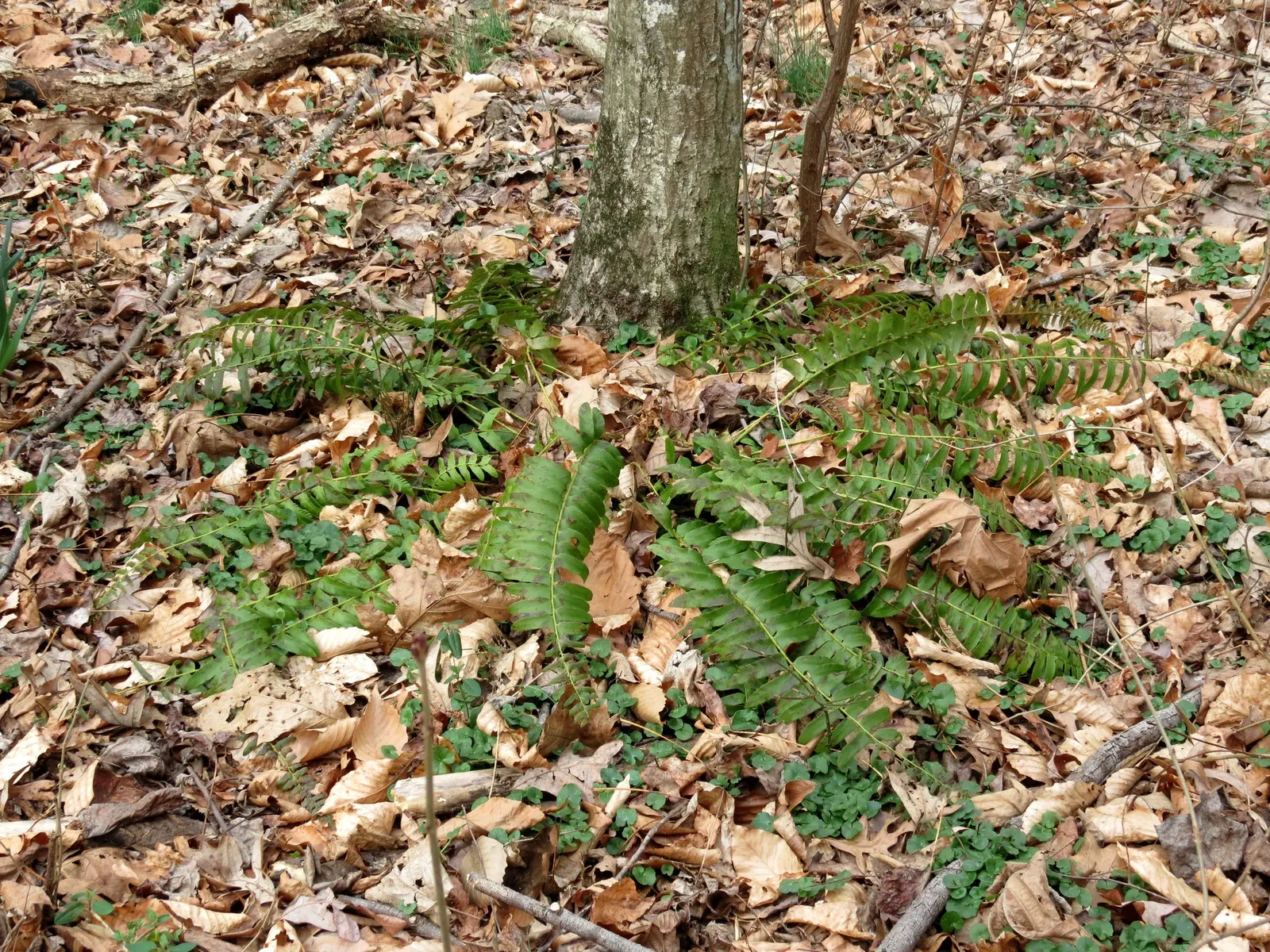 Christmas Fern (Polystichum Acrostichoides) — remaining lush even in winter landscapes; evergreen fern native to North America