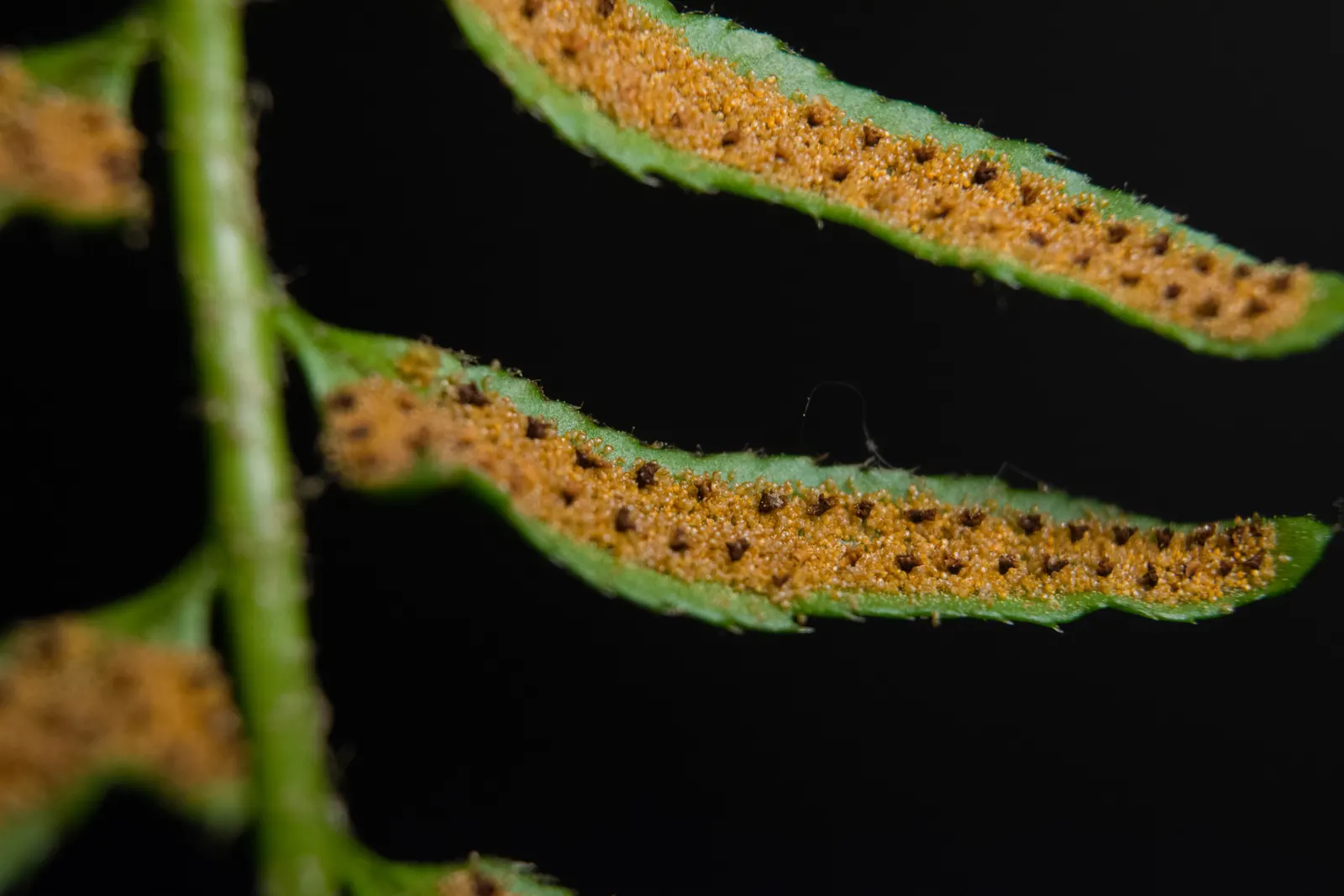 Christmas Fern (Polystichum Acrostichoides) — providing vibrant green color year-round; it also plays a crucial role in erosion control on slopes, image 56