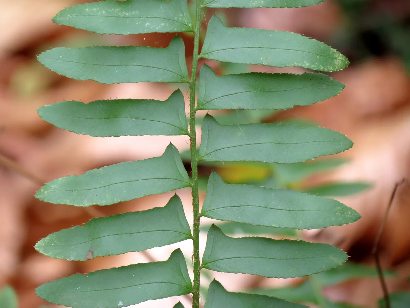 Christmas Fern (Polystichum Acrostichoides) — acidic to neutral soil with rich organic content; it thrives in partial to full shade and prefers, image 47