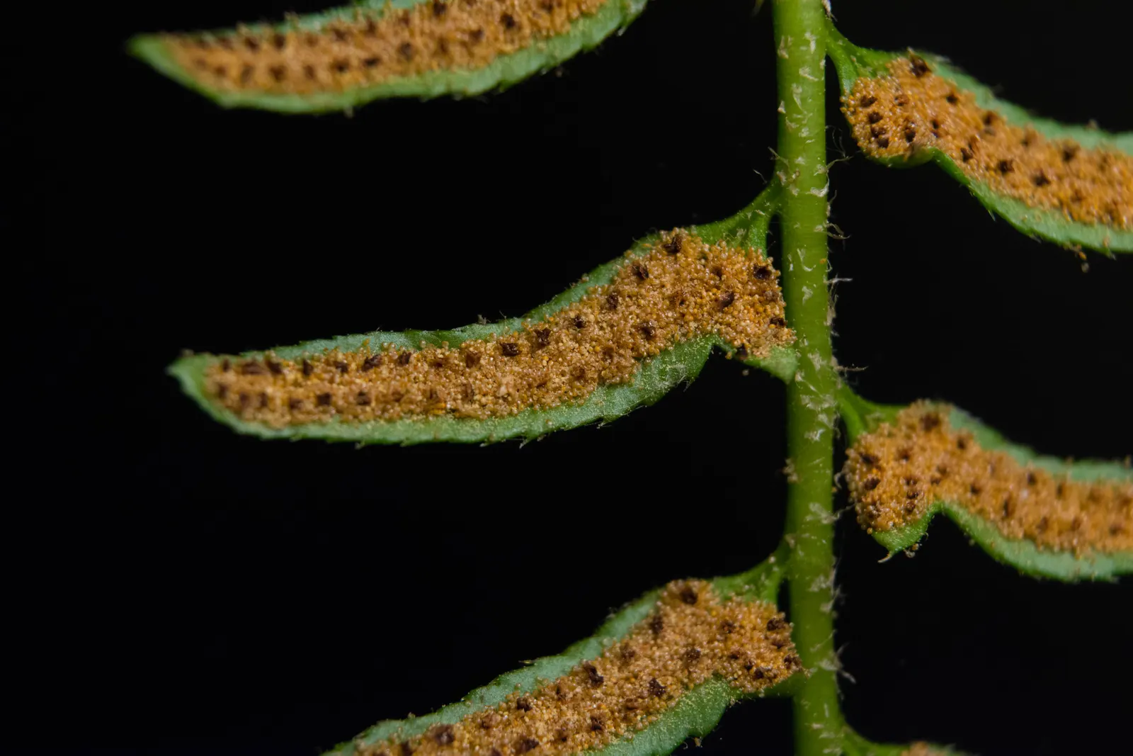 Christmas Fern (Polystichum Acrostichoides) — acidic to neutral soil with rich organic content