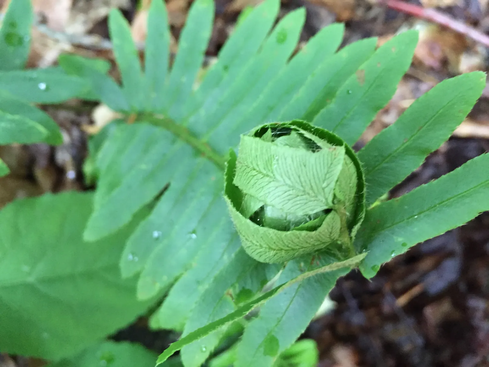 Christmas Fern (Polystichum Acrostichoides) — displaying optimal growth in part to full shade and moist; acidic to neutral soil with rich organic, image 97