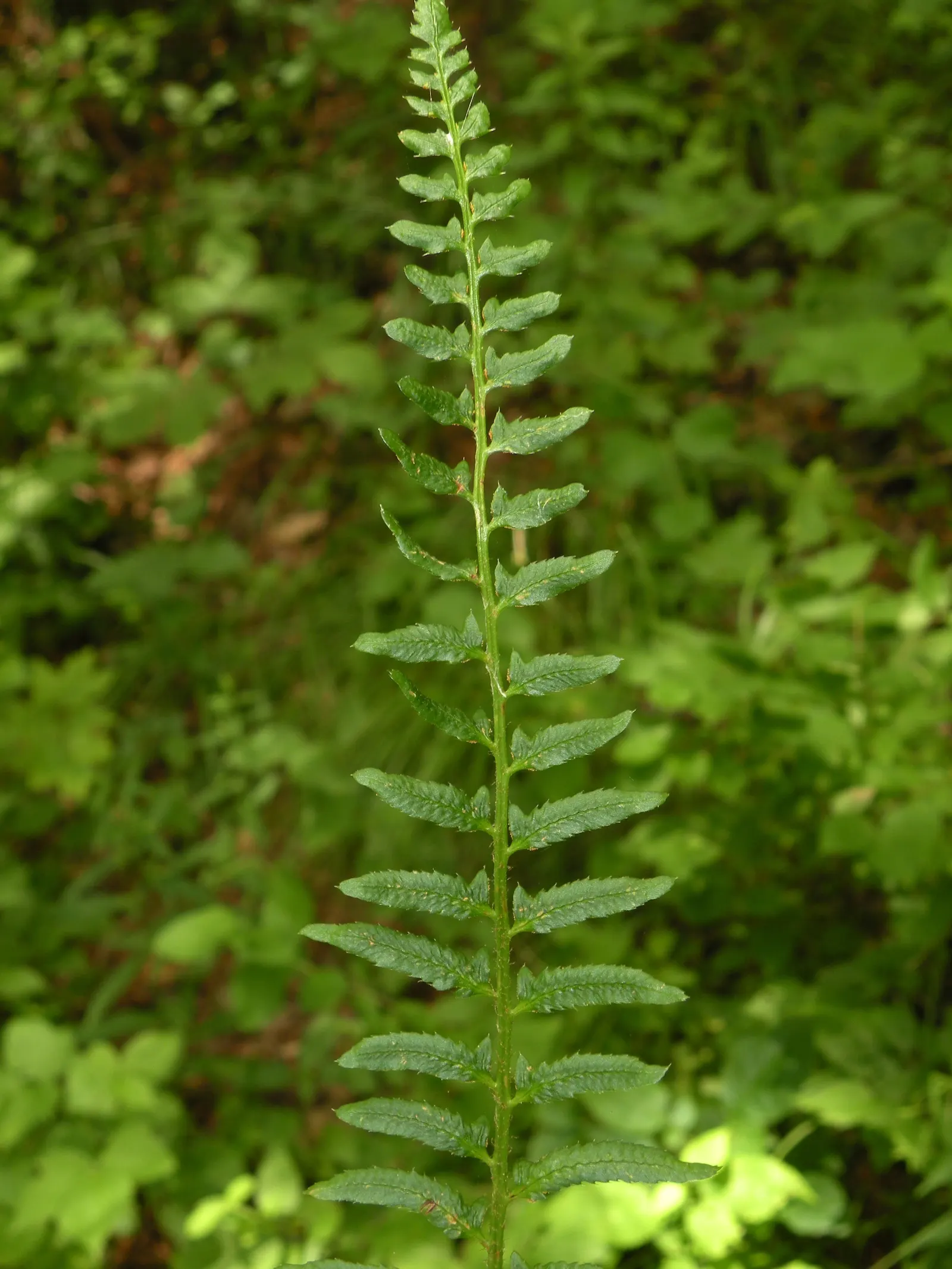 Christmas Fern (Polystichum Acrostichoides) — displaying optimal growth in part to full shade and moist; acidic to neutral soil with rich organic content