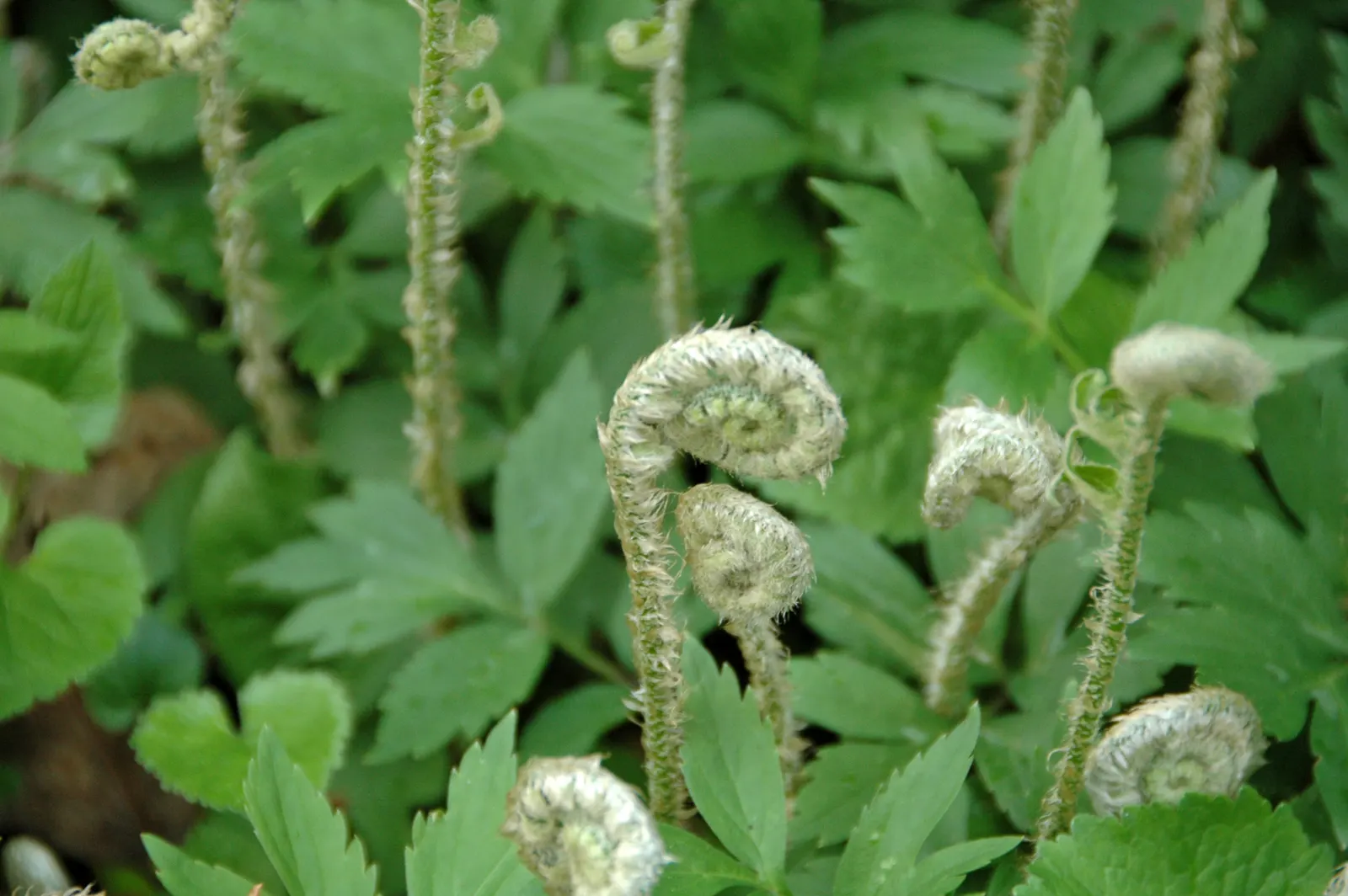 Christmas Fern (Polystichum Acrostichoides) — It also plays a crucial role in erosion control on slopes due to its spreading, clumping habit; fern, image 100