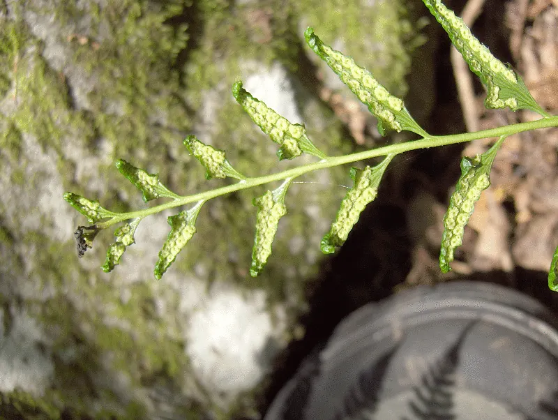 Christmas Fern (Polystichum Acrostichoides) — acidic to neutral soil with rich organic content; it thrives in partial to full shade and prefers, image 81