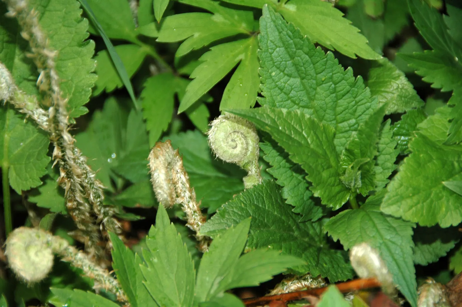 Christmas Fern (Polystichum Acrostichoides) — fern / ground cover for half or shade; the Christmas fern is a favorite for both novice and, image 85
