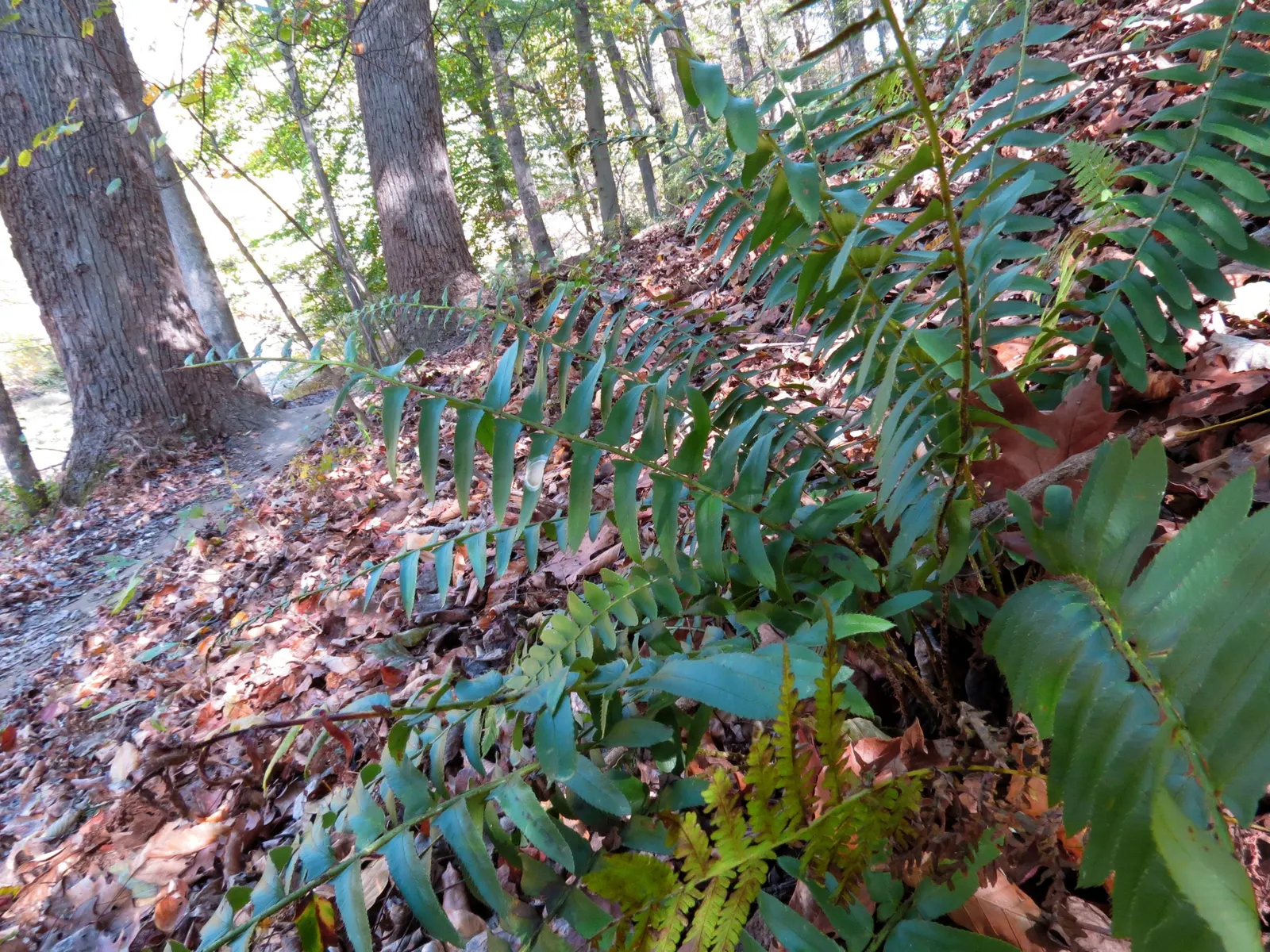 Christmas Fern (Polystichum Acrostichoides) — the Christmas fern is a favorite for both novice and experienced gardeners; is an evergreen fern, image 82