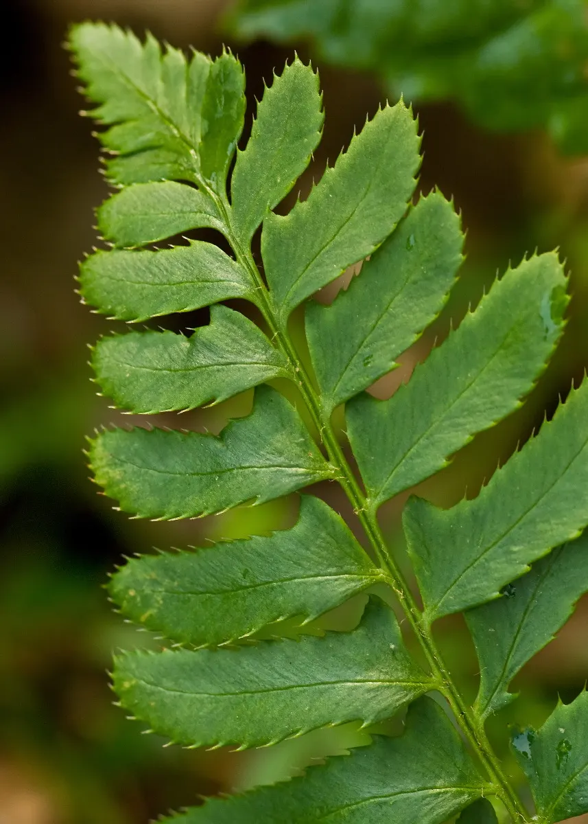 Christmas Fern (Polystichum Acrostichoides) — is an evergreen fern native to North America that provides a verdant touch to shaded garden designs, image 95